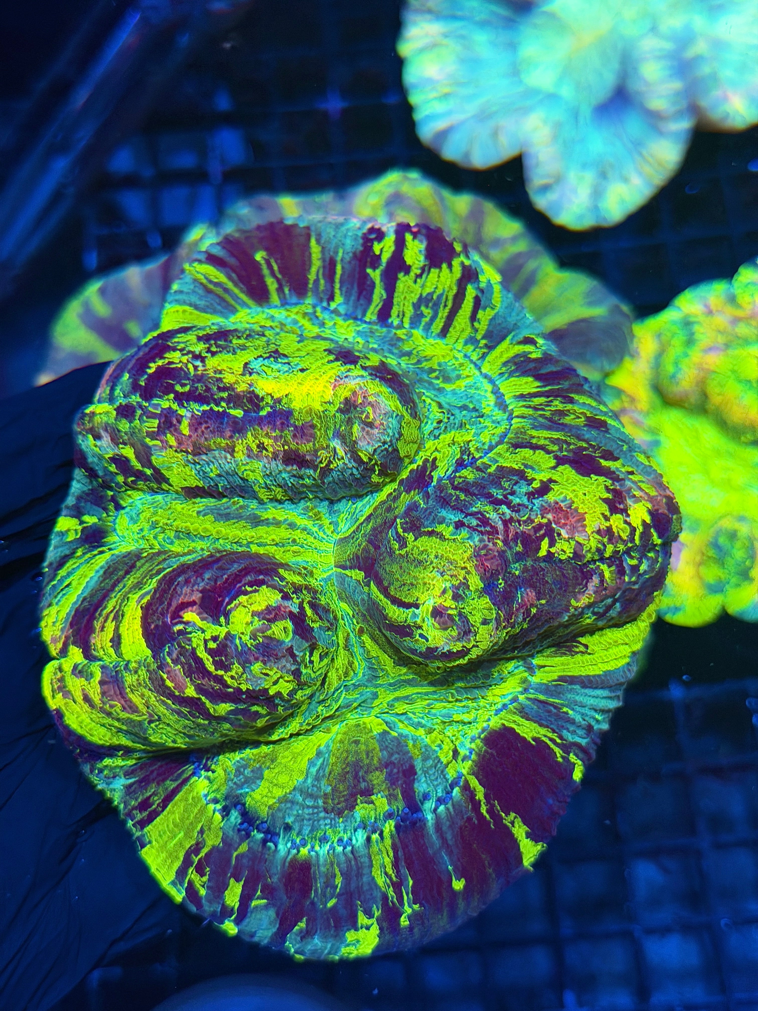 Insanely Bright Toxic Rainbow Trachyphyllia Meat Coral 8/1