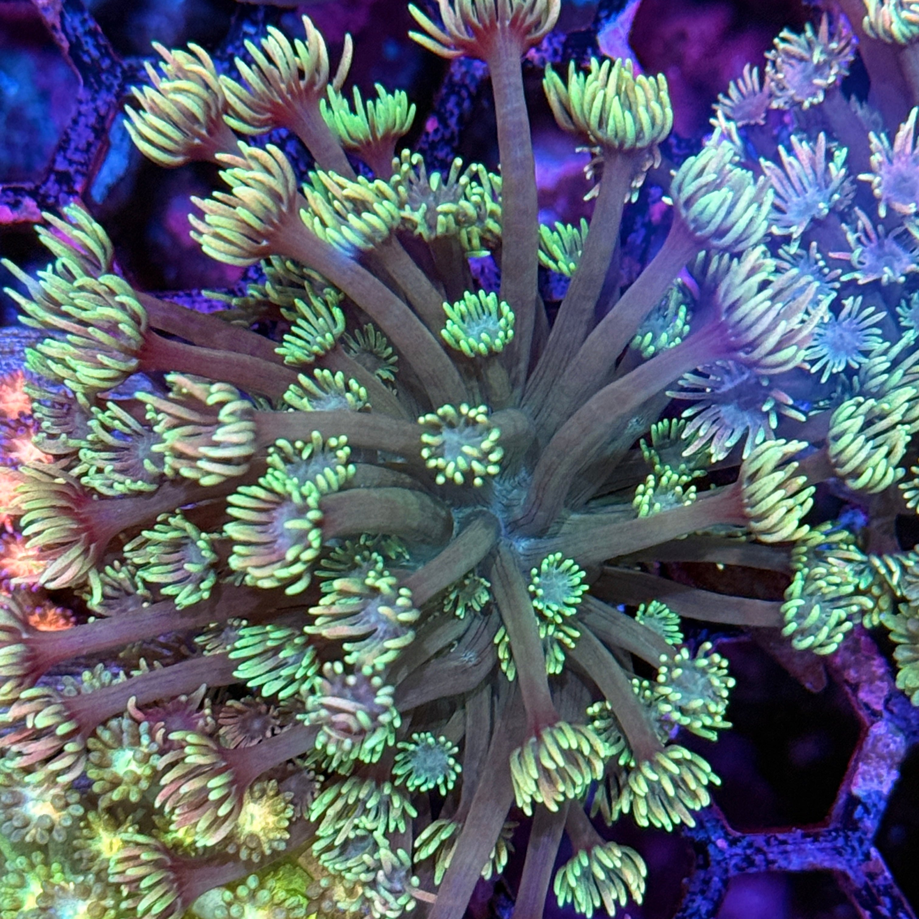 JEA Incredible Hulk Goniopora Coral XL 10/12