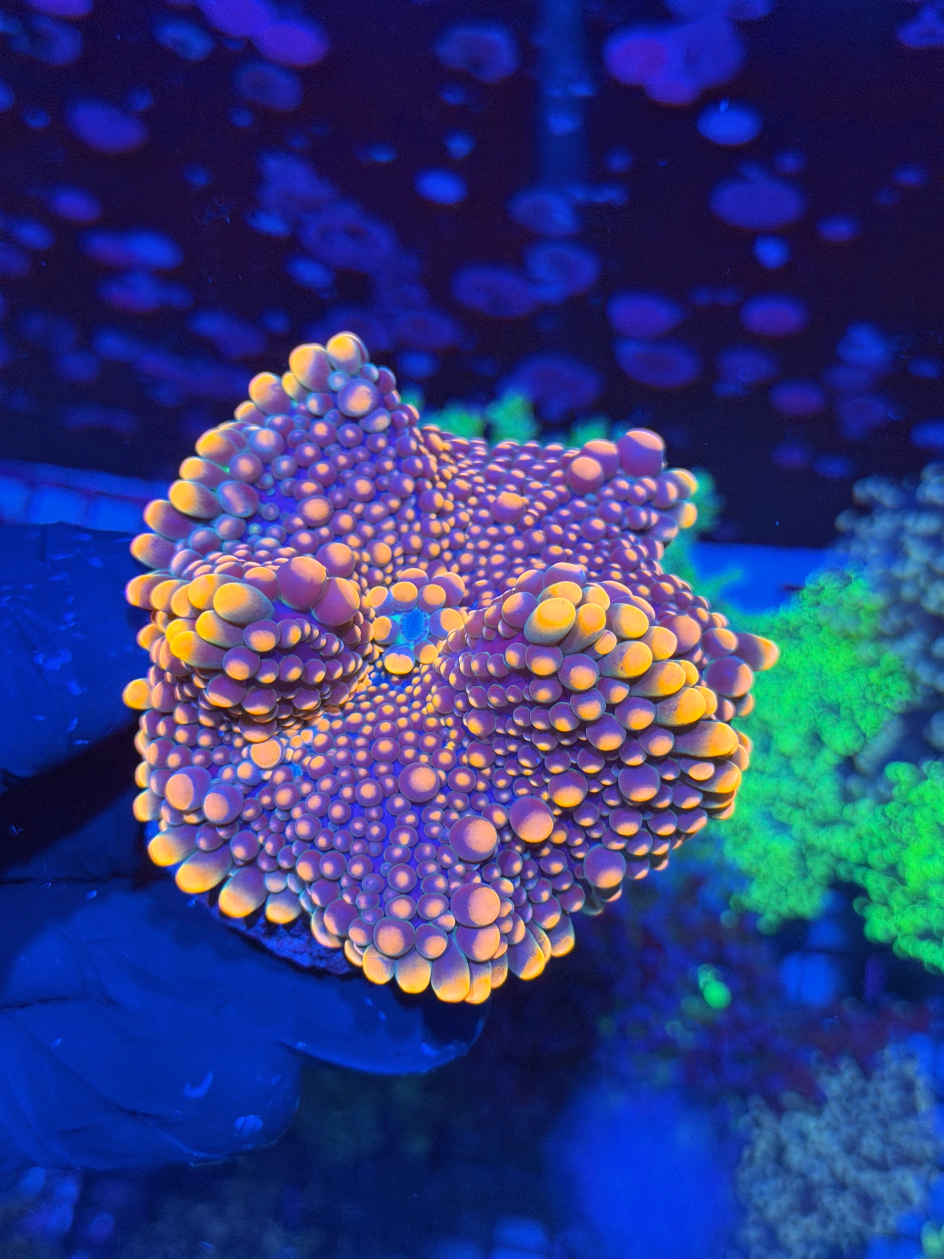 JEA Double Bubble Yuma Mushroom Coral XXXL 6/4