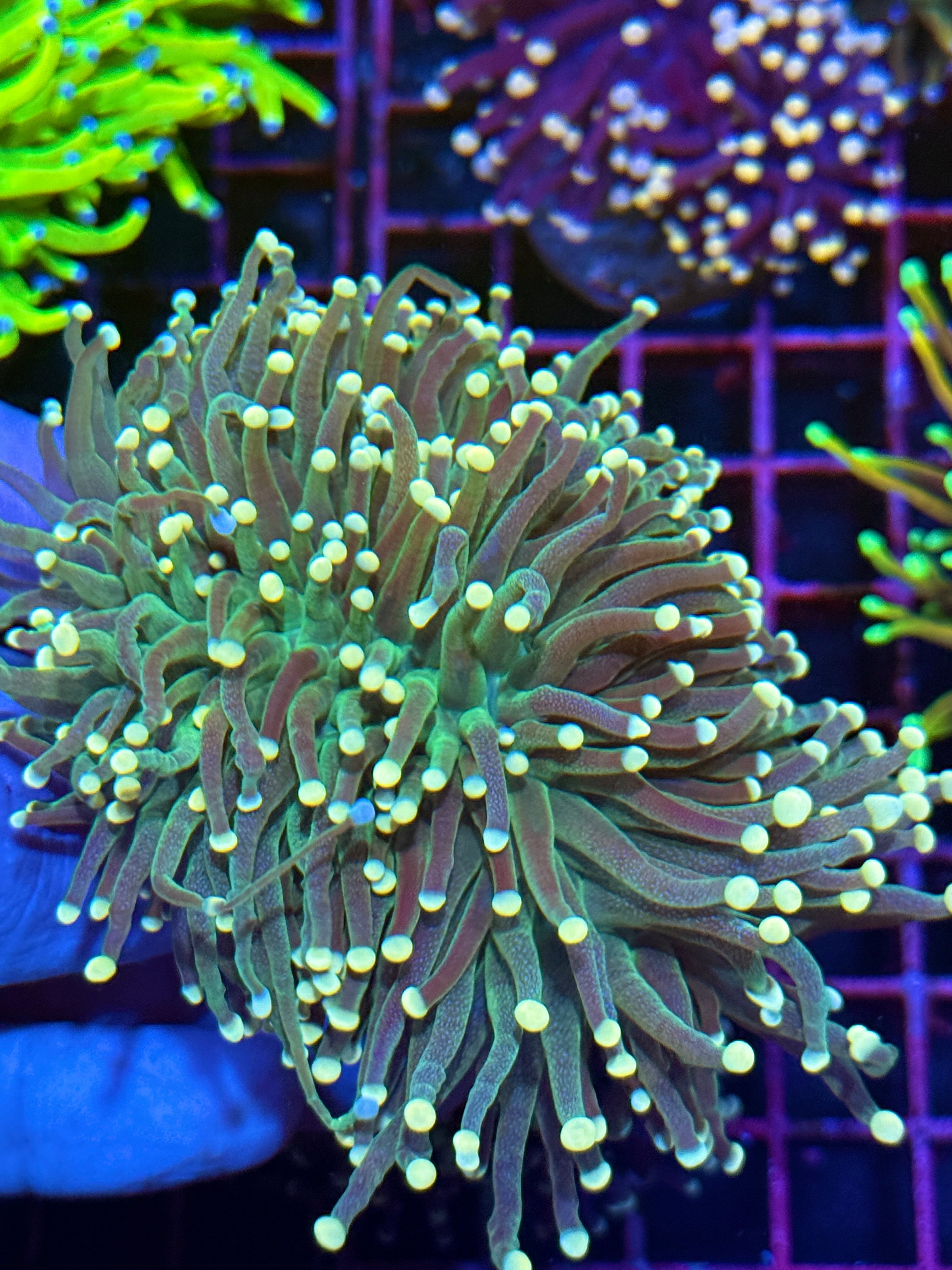 Peach Viper Snakeskin Torch Coral Mini Colony 4 Heads Splitting XXL