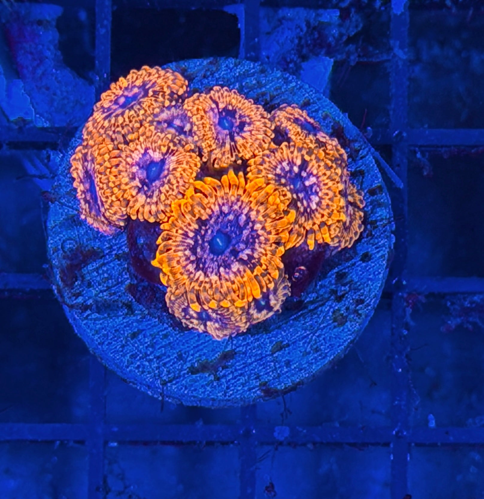 JEA Utter Chaos Zoanthid Coral Mini colony 12+ Polyps 8/1