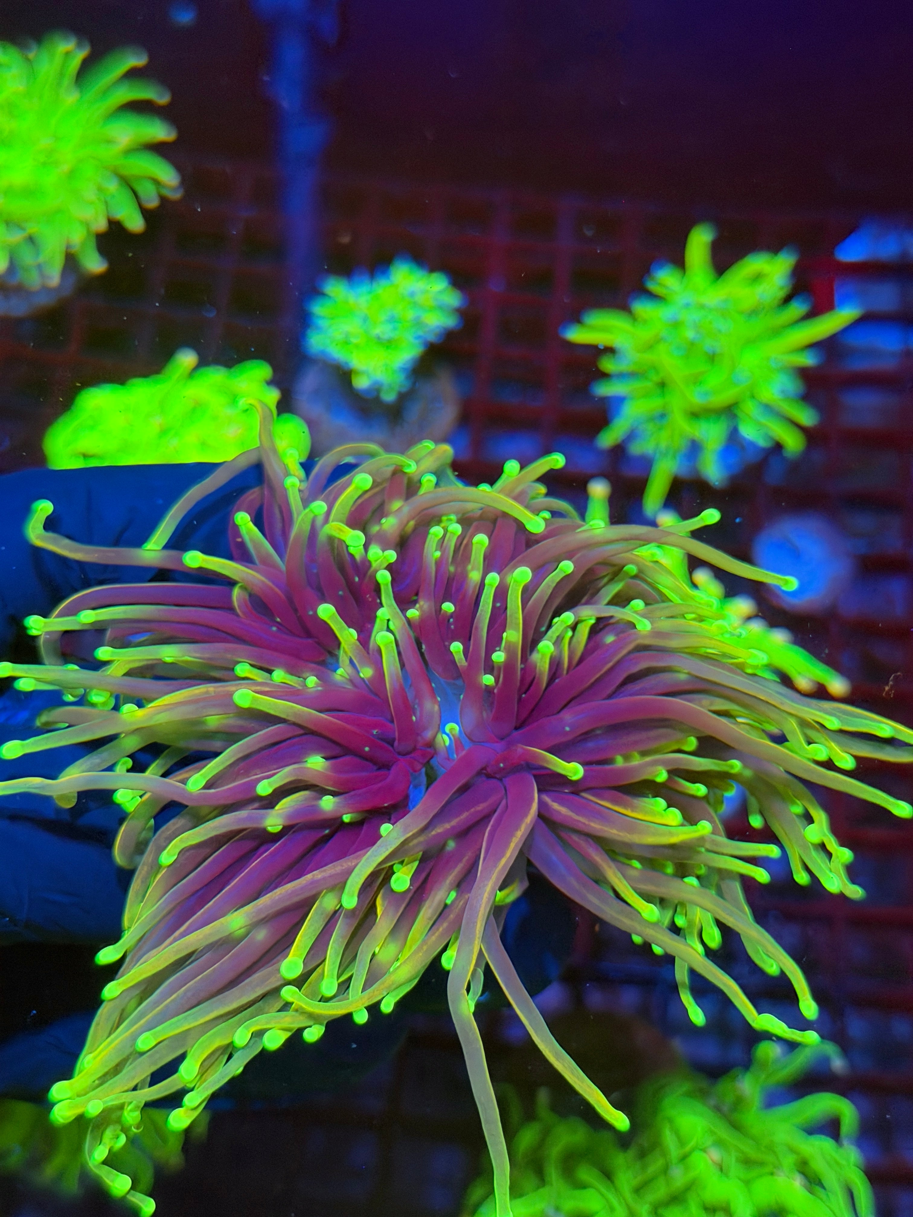 JEA Dragon Fire Torch Coral 4 Heads XL Mini Colony 9/6