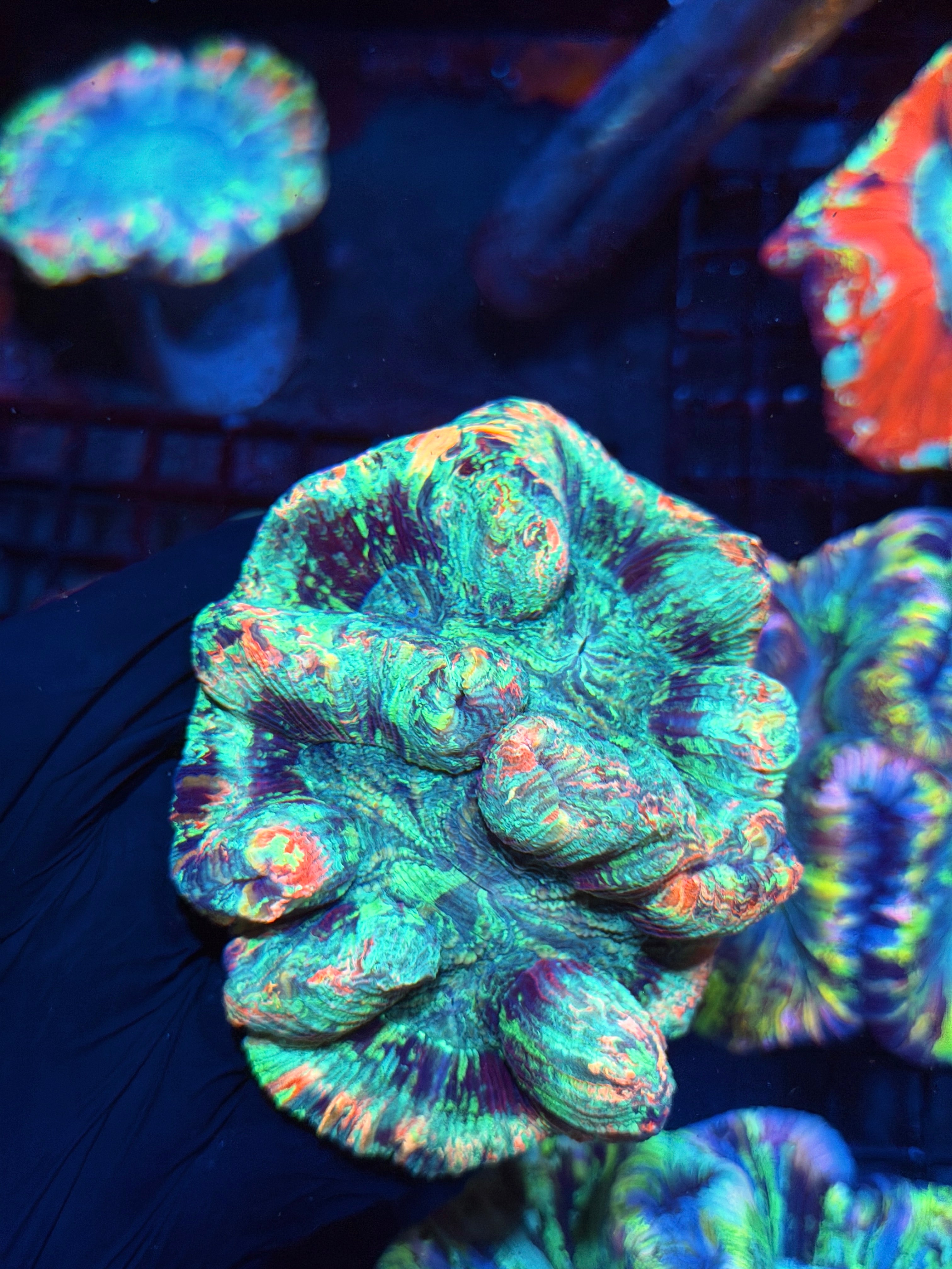 Rainbow Trachyphyllia Meat Coral Bright