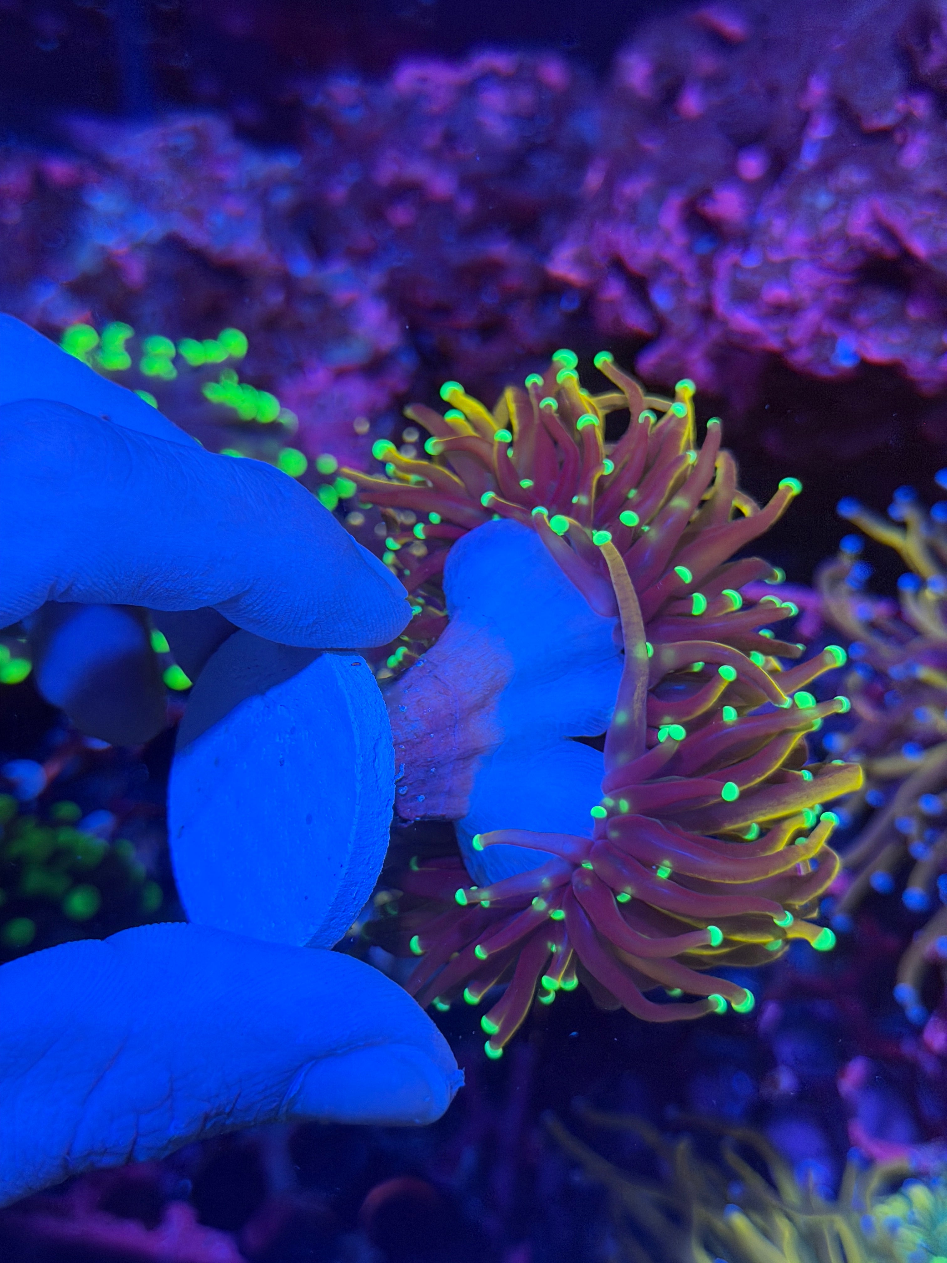 JEA Jester Torch Coral 2 Heads XXL 11/28