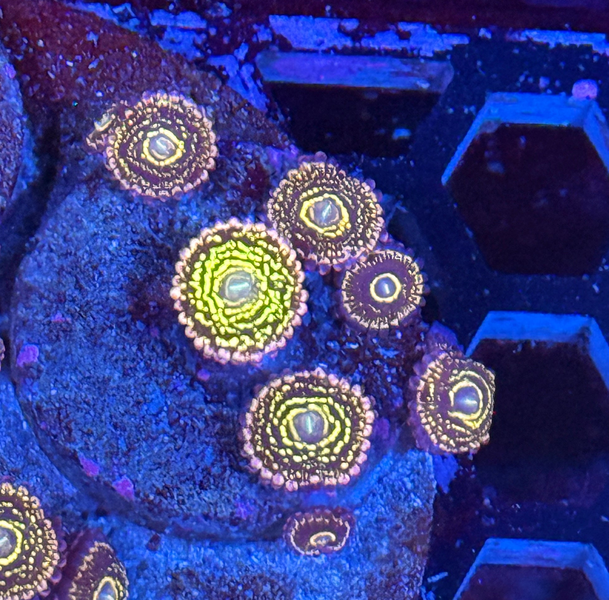 JEA Stratosphere Zoanthid Coral 8 Polyp Colony 10/5