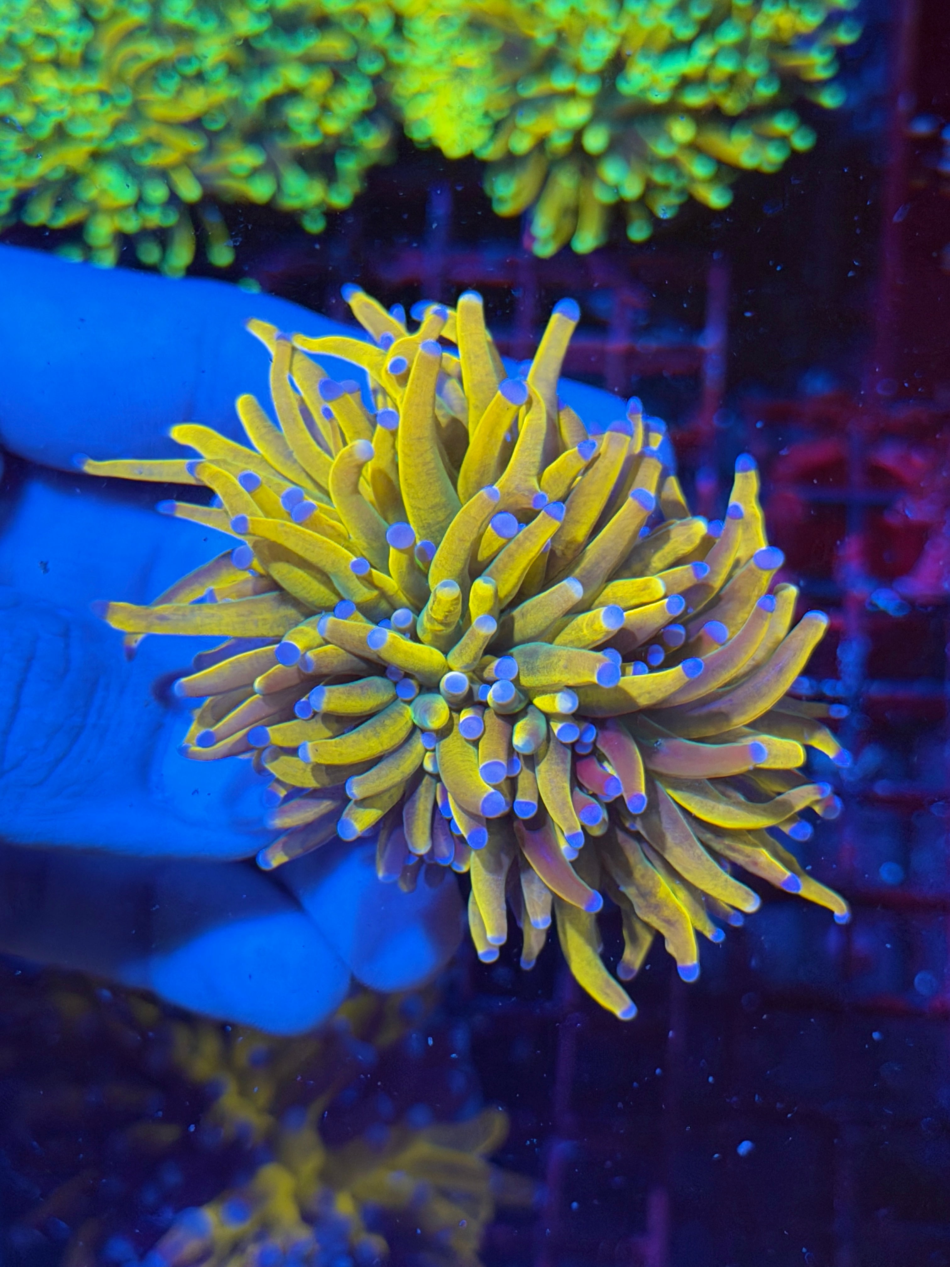 JEA Shiny Dragon Tamer Torch Coral 2 XL Heads Splitting -