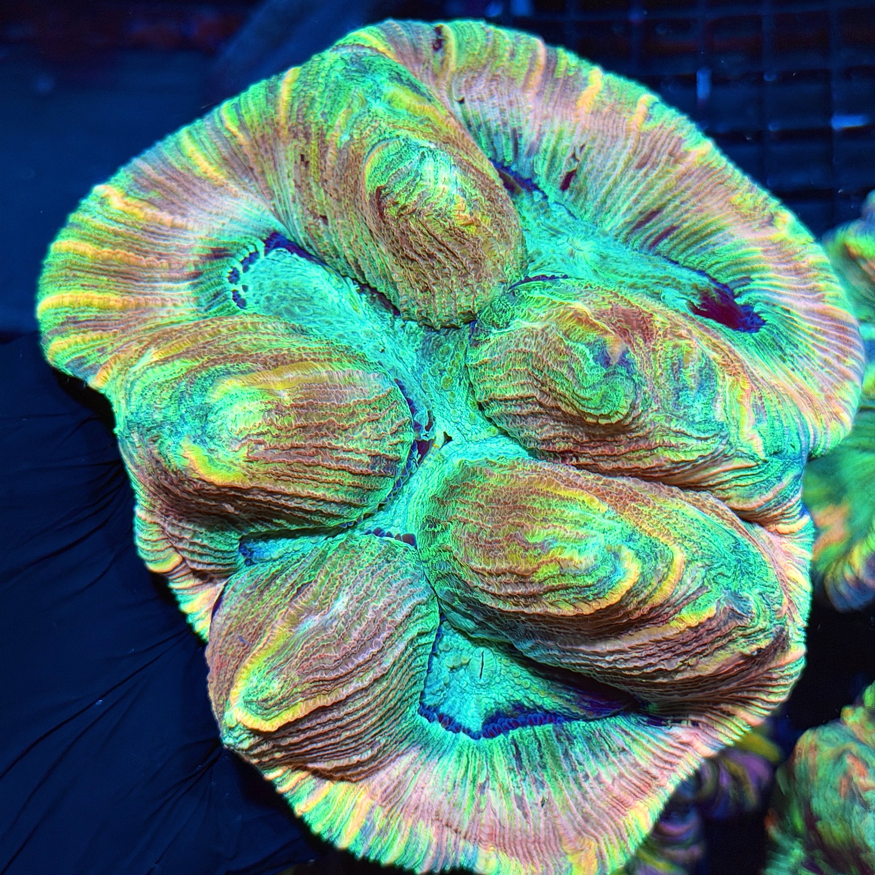 Insane Rainbow Pastel Trachyphyllia Meat Coral 6/4