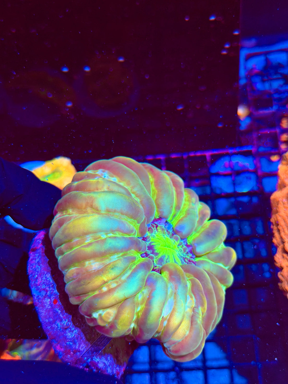 Hologram Cynarina Meat Coral XL Show Piece 9/21