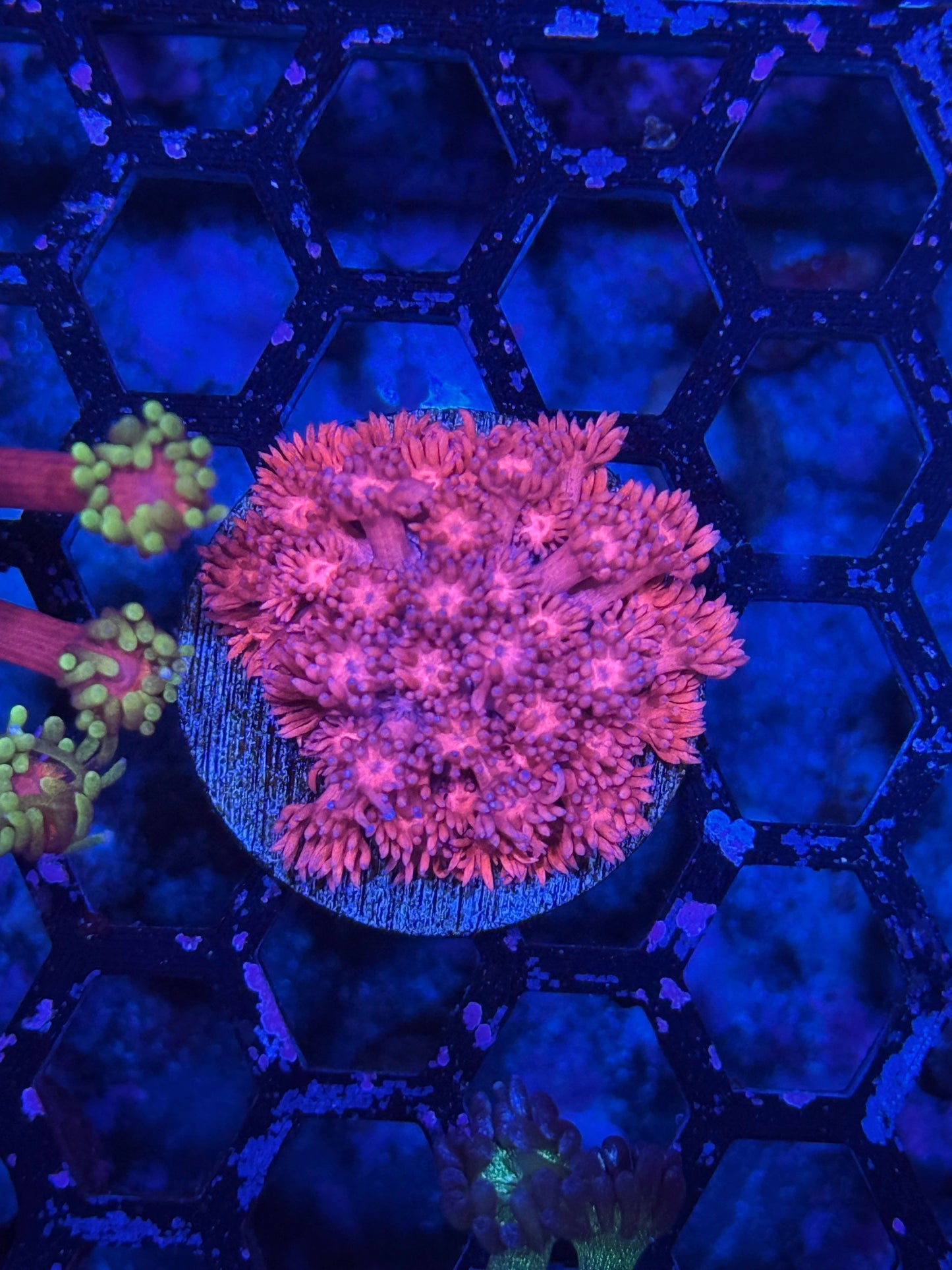 Jay's Exotic Coral Auctions