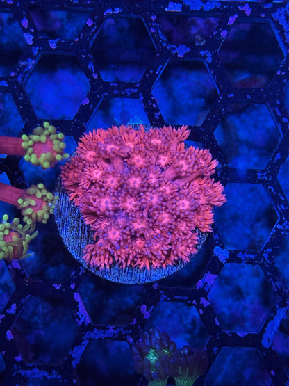 Jay's Exotic Coral Auctions