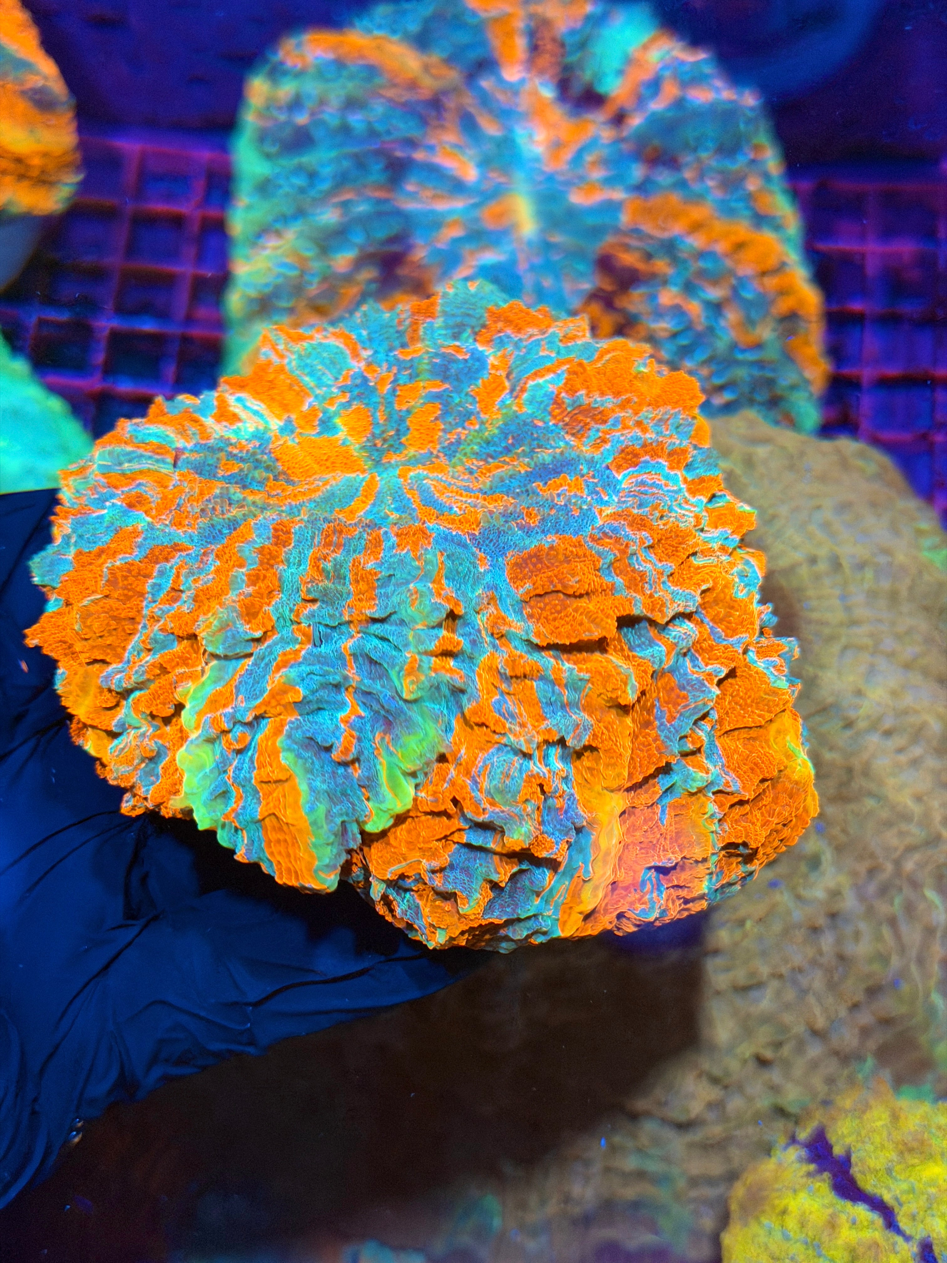 Insane Bright Striped Acanthophyllia Meat Coral XL 2/25