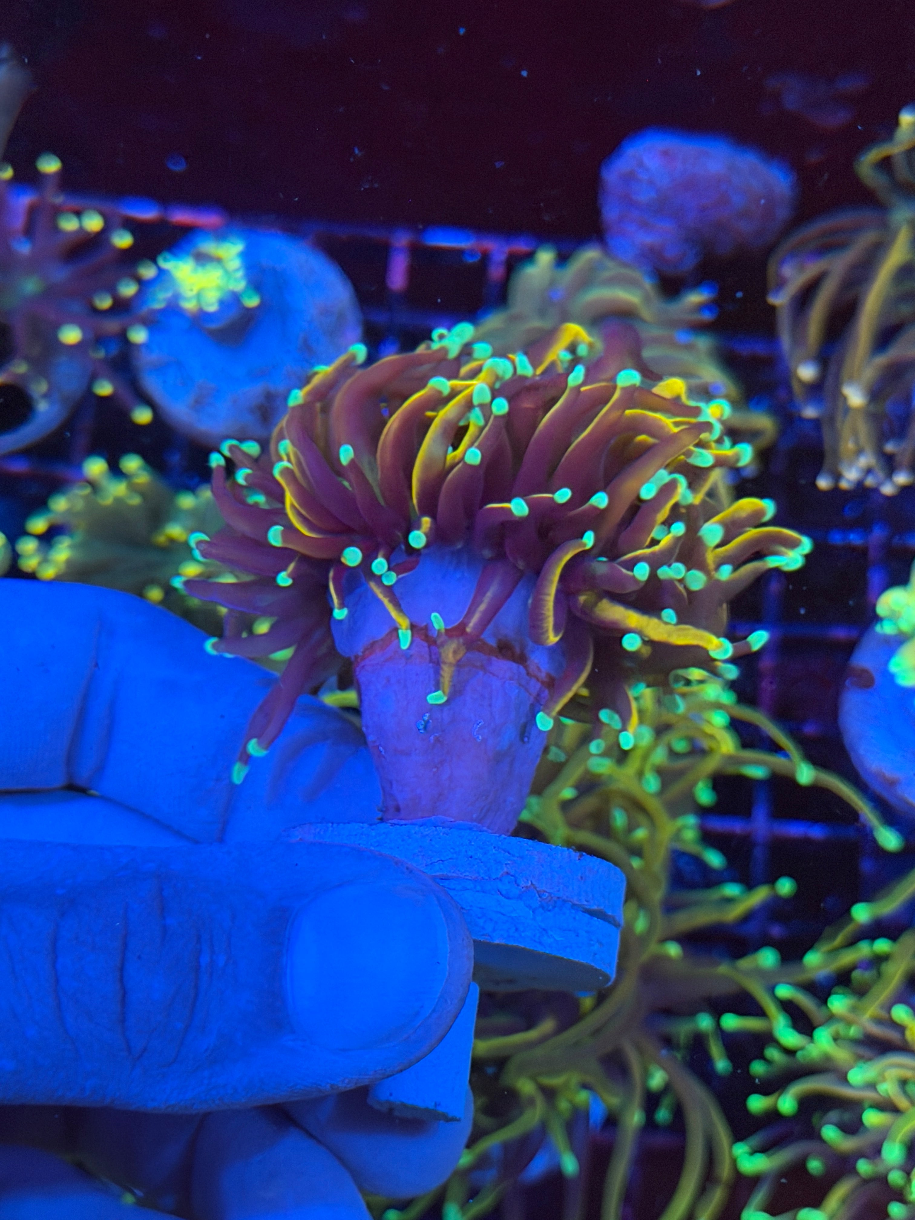 JEA OG Jester Torch Coral 2 Heads Splitting XXL