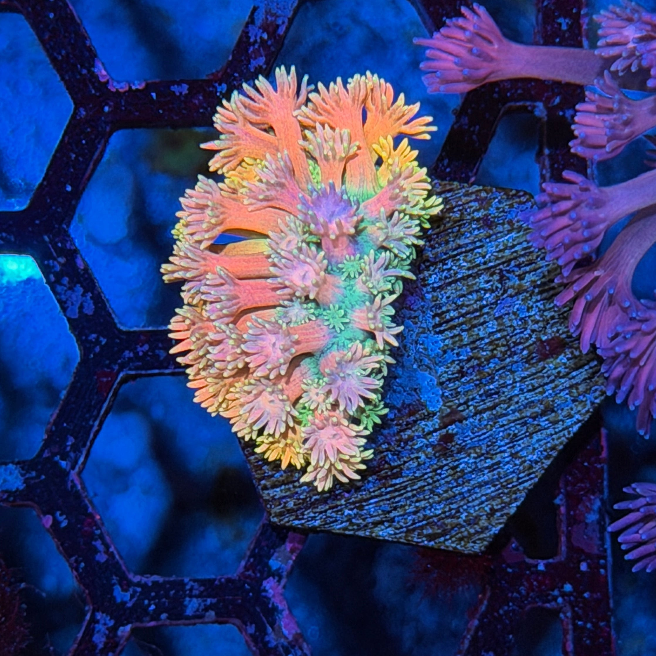 Jay's Exotic Corals