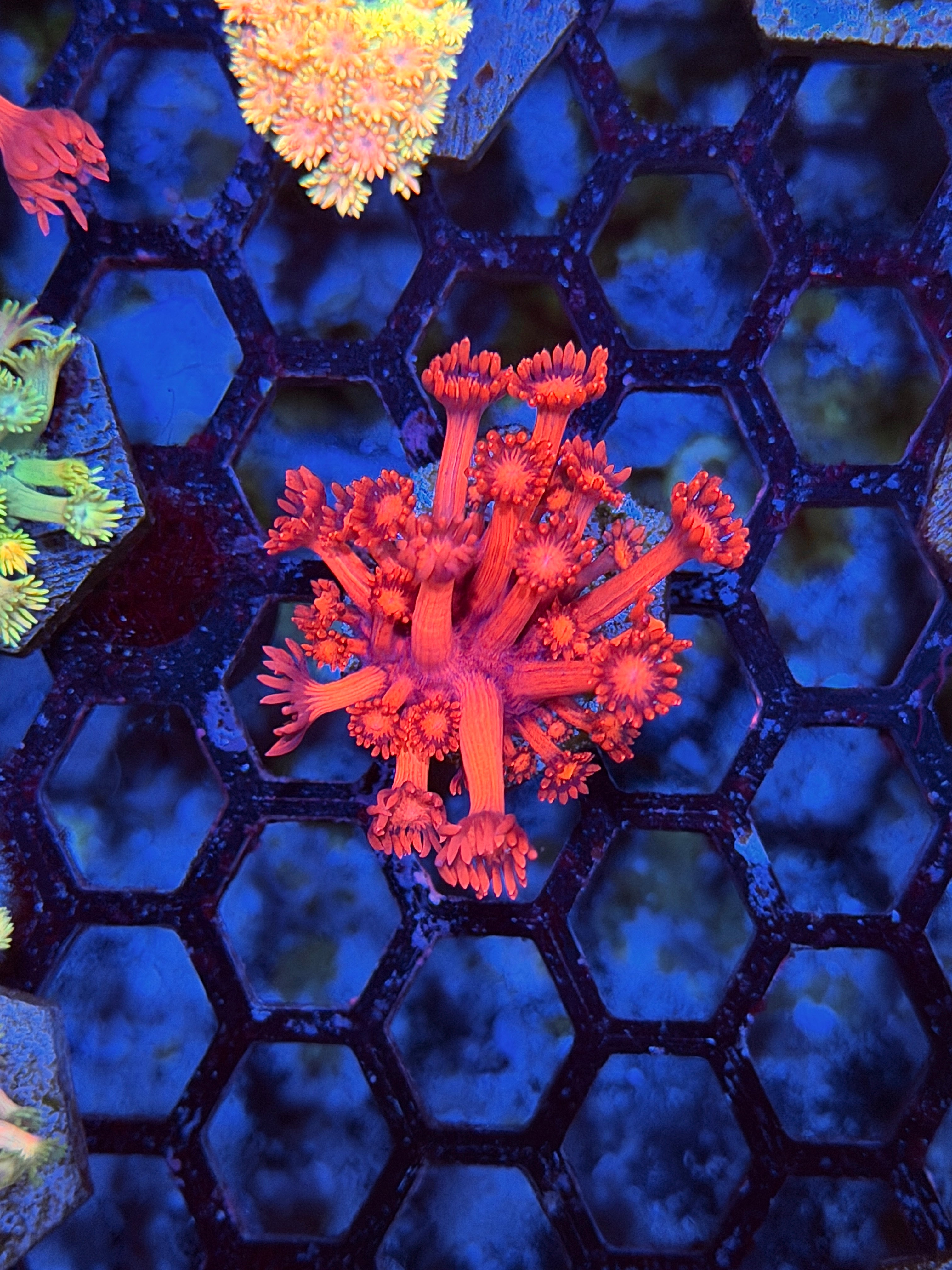 JEA Red Devil Goniopora Coral XL