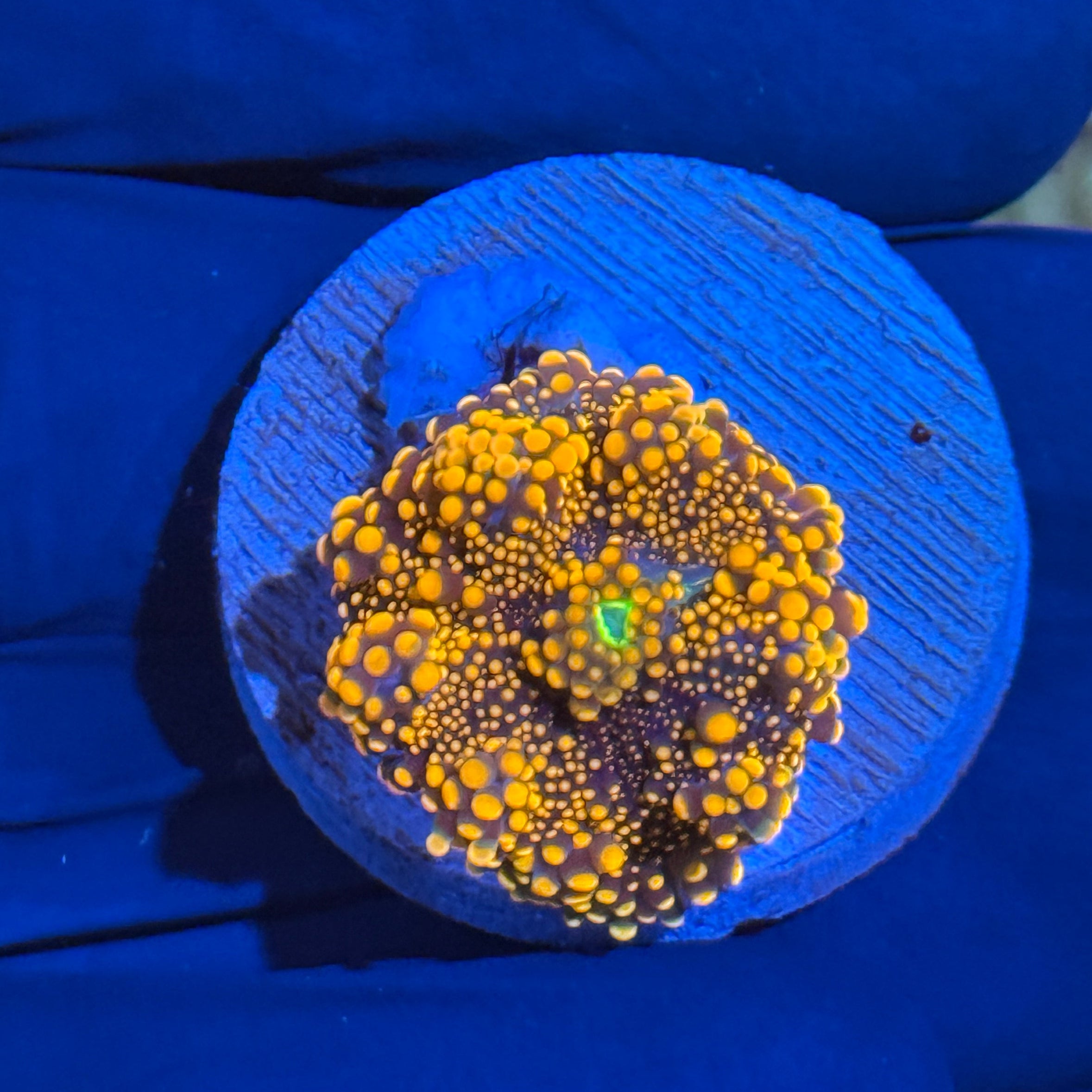 JEA King Kong Yuma Mushroom Coral 10/12