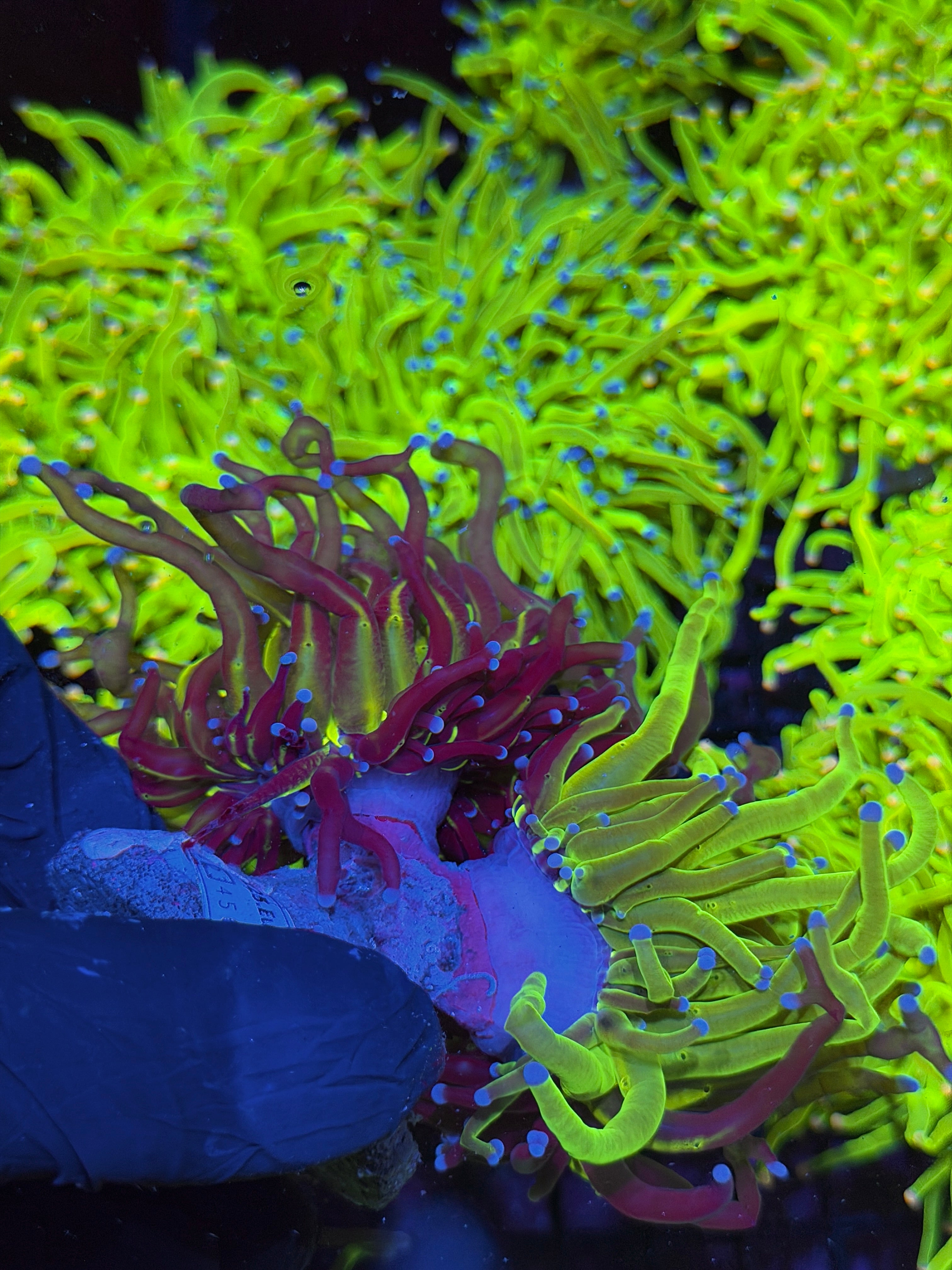 JEA Grafted Holy Grail Torch Coral 2 XXXL Heads Show Piece