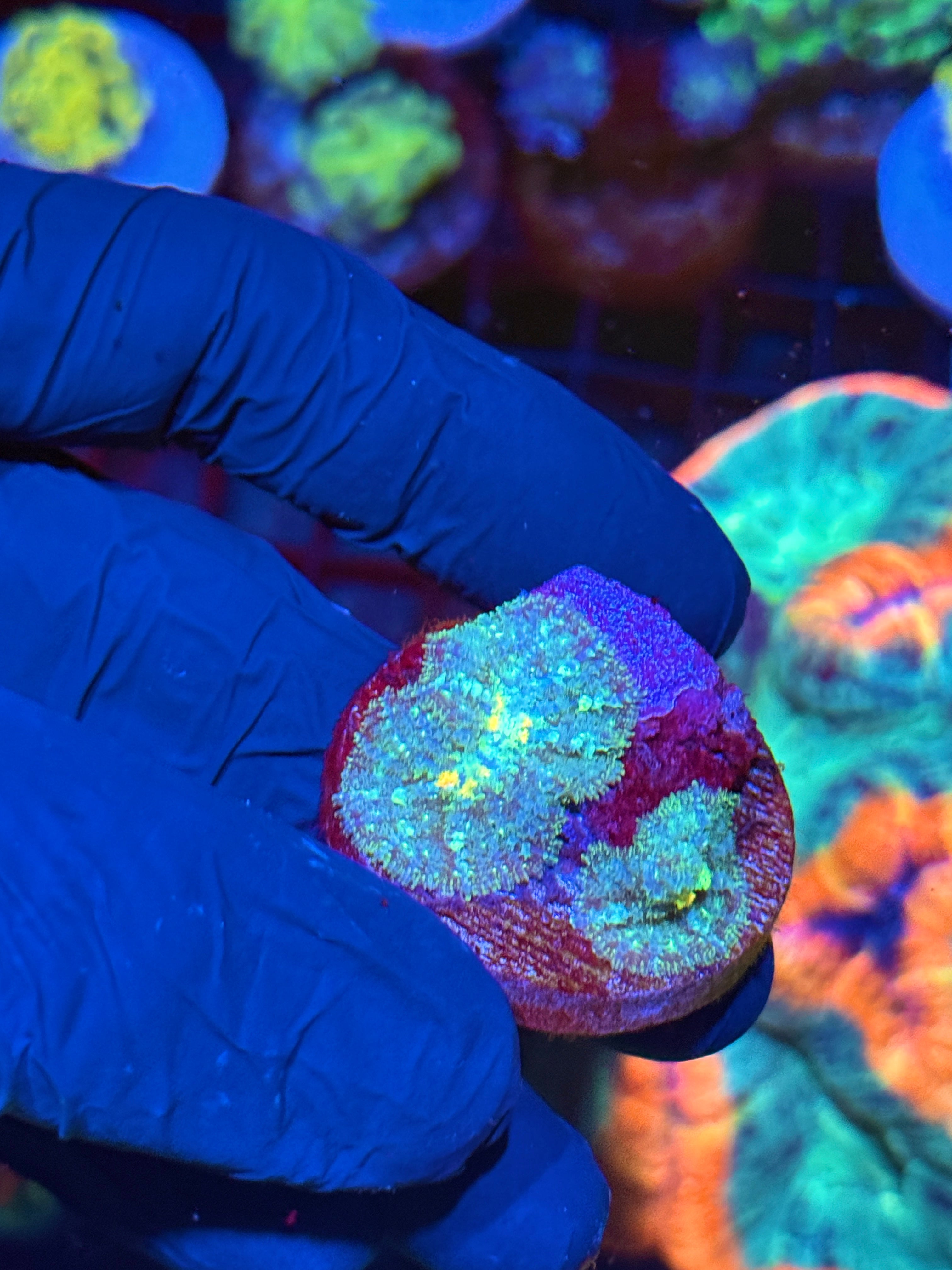 JEA Godspawn Bounce Mushroom Coral 2 Mushroom Plate
