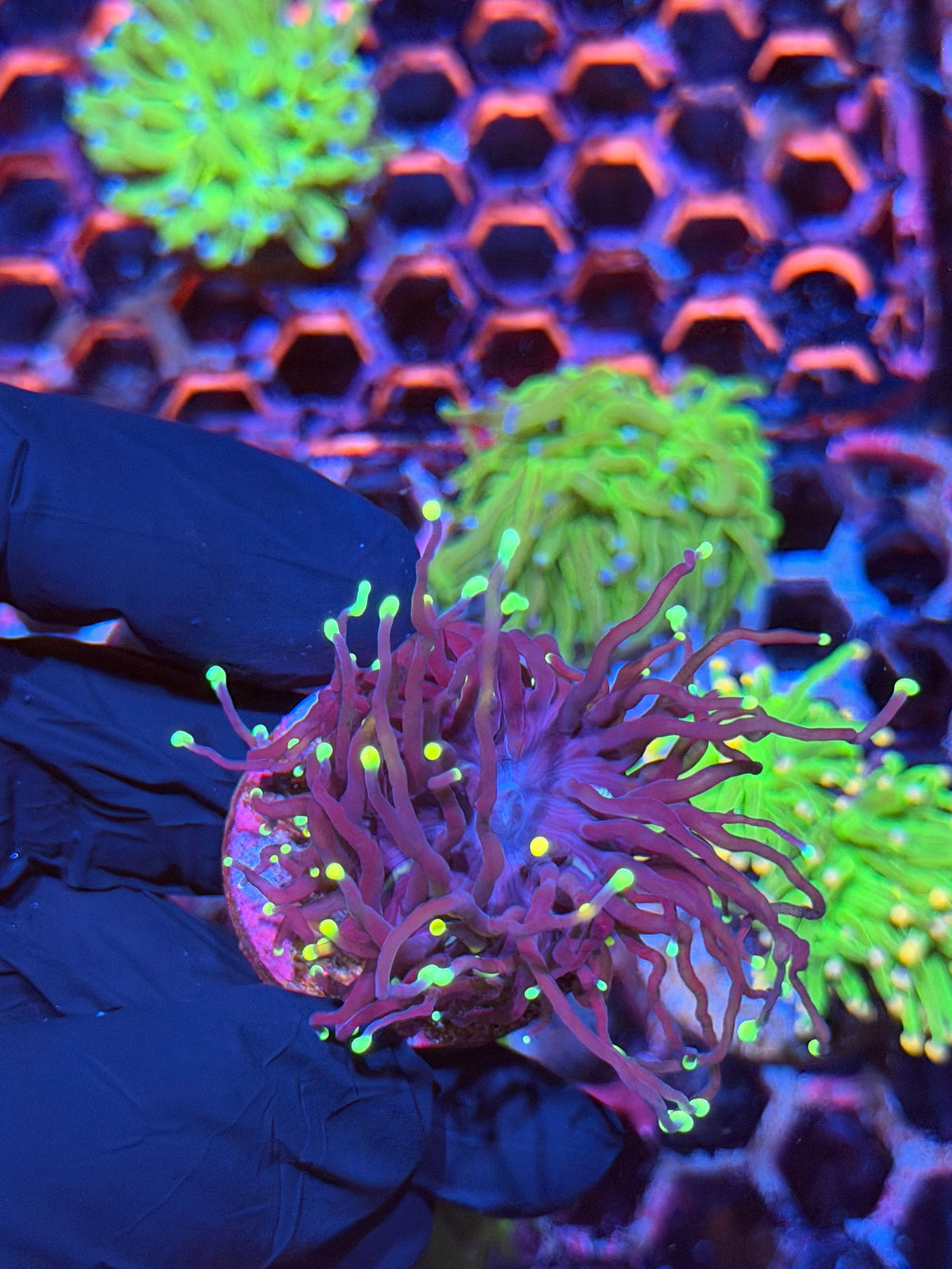 JEA Tinkerbell Torch Coral 1 Head 9/22