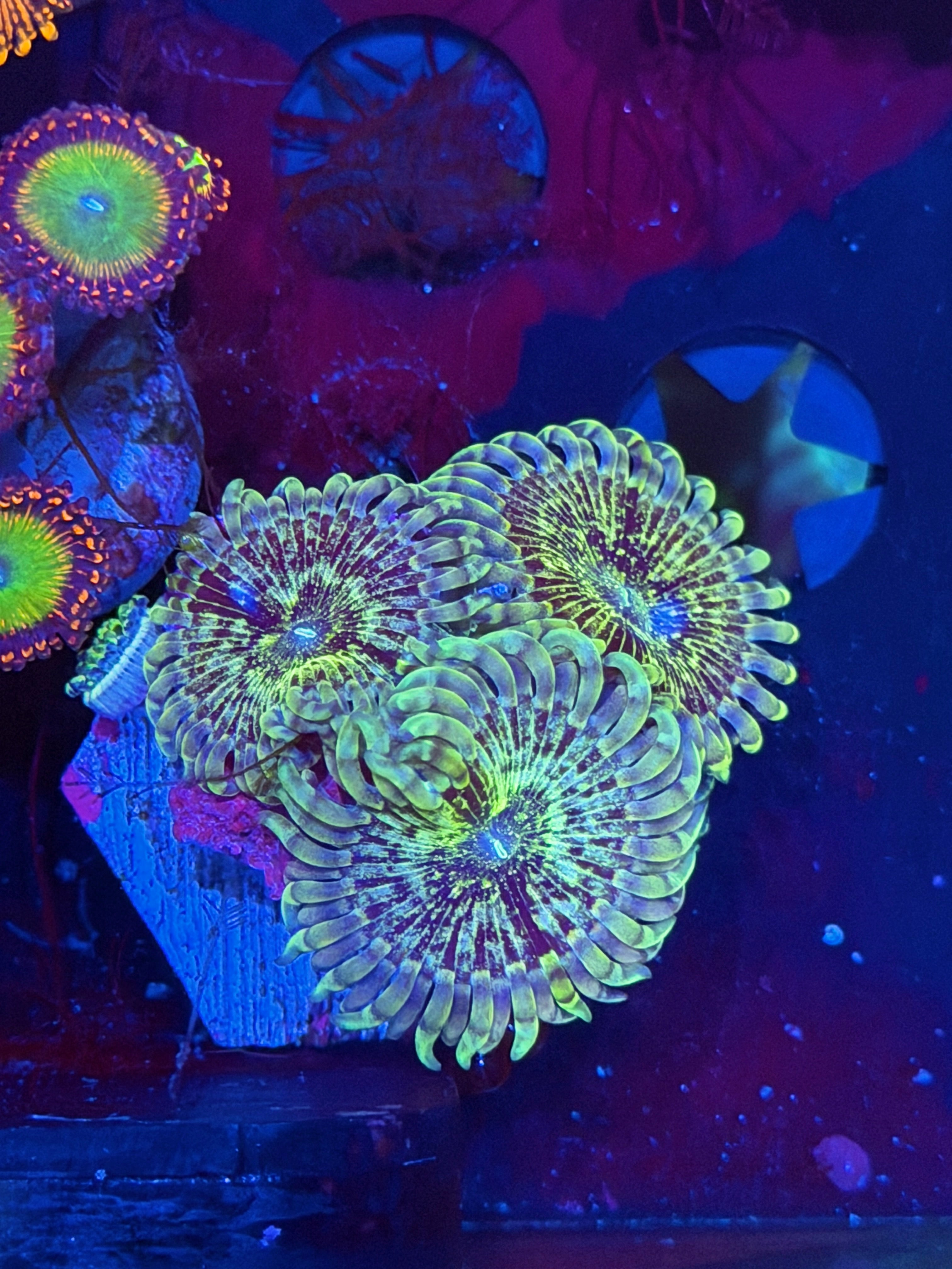 JEA OG Milky Way Zoanthid Coral 3 XL Polyps