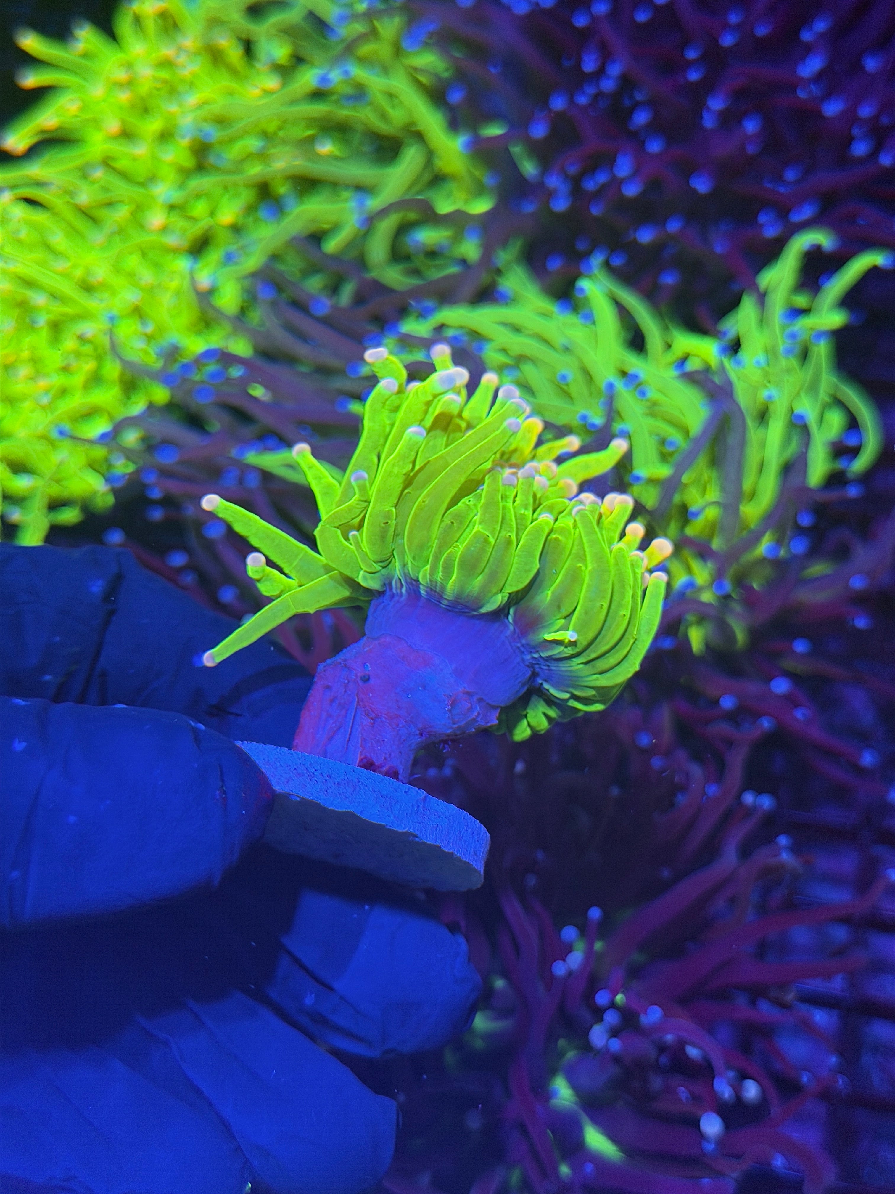 JEA Care Bears Holy Grail Torch Coral 1 Head