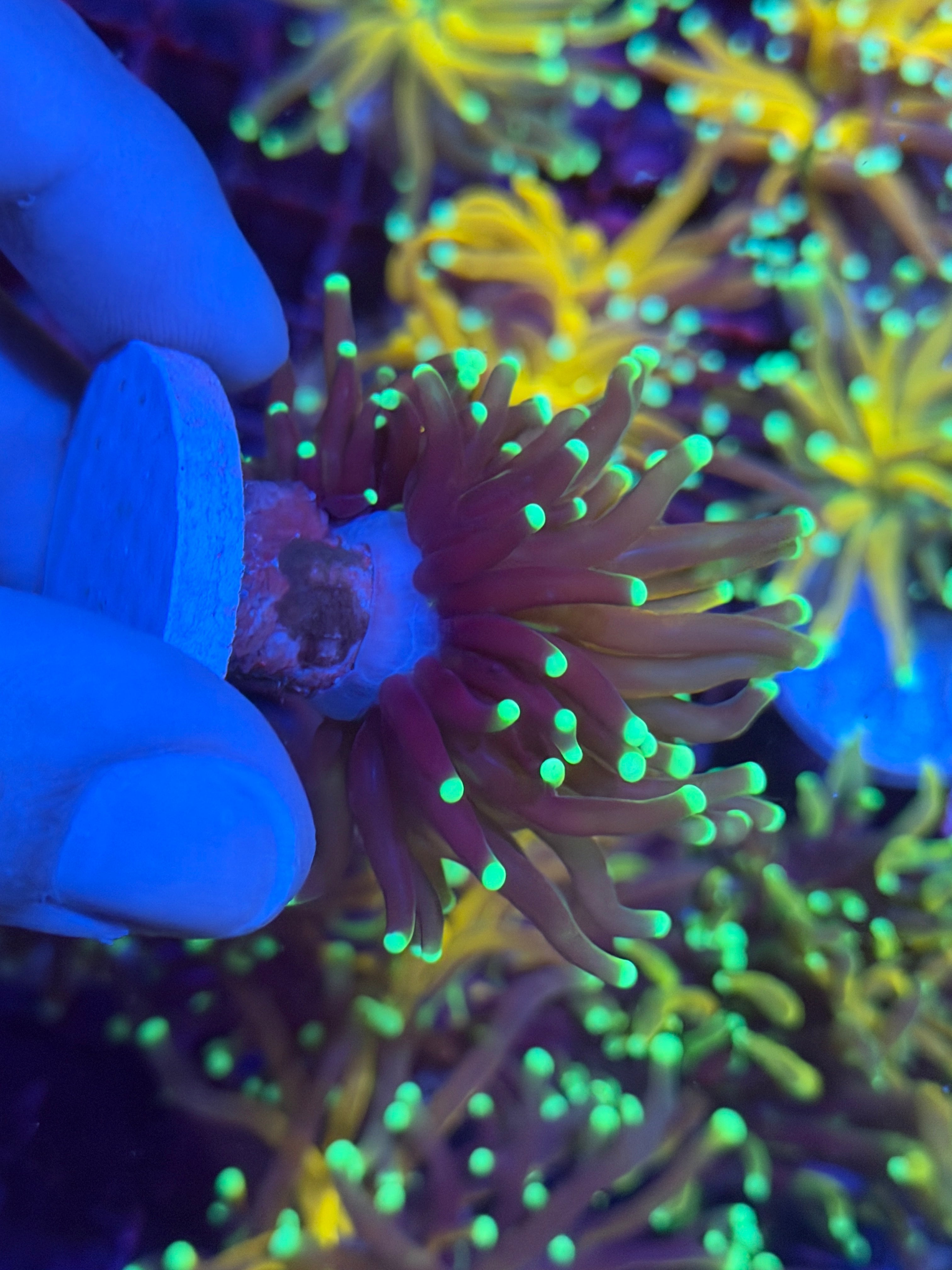 JEA Green Tip Tiger Torch Coral 1 Head (Branching) 11/28
