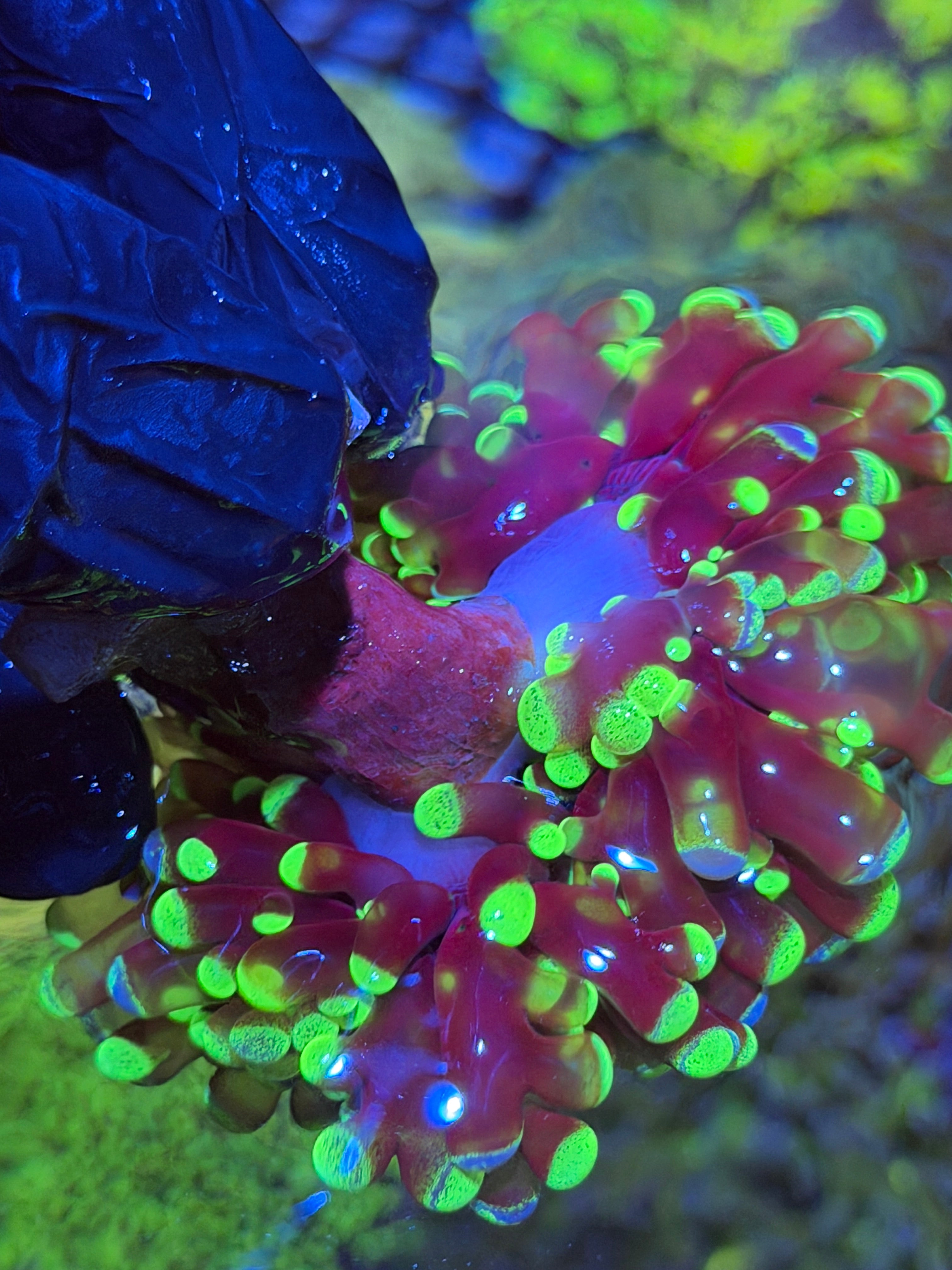 JEA Splatter Hammer Coral Mini Colony XL 3/3