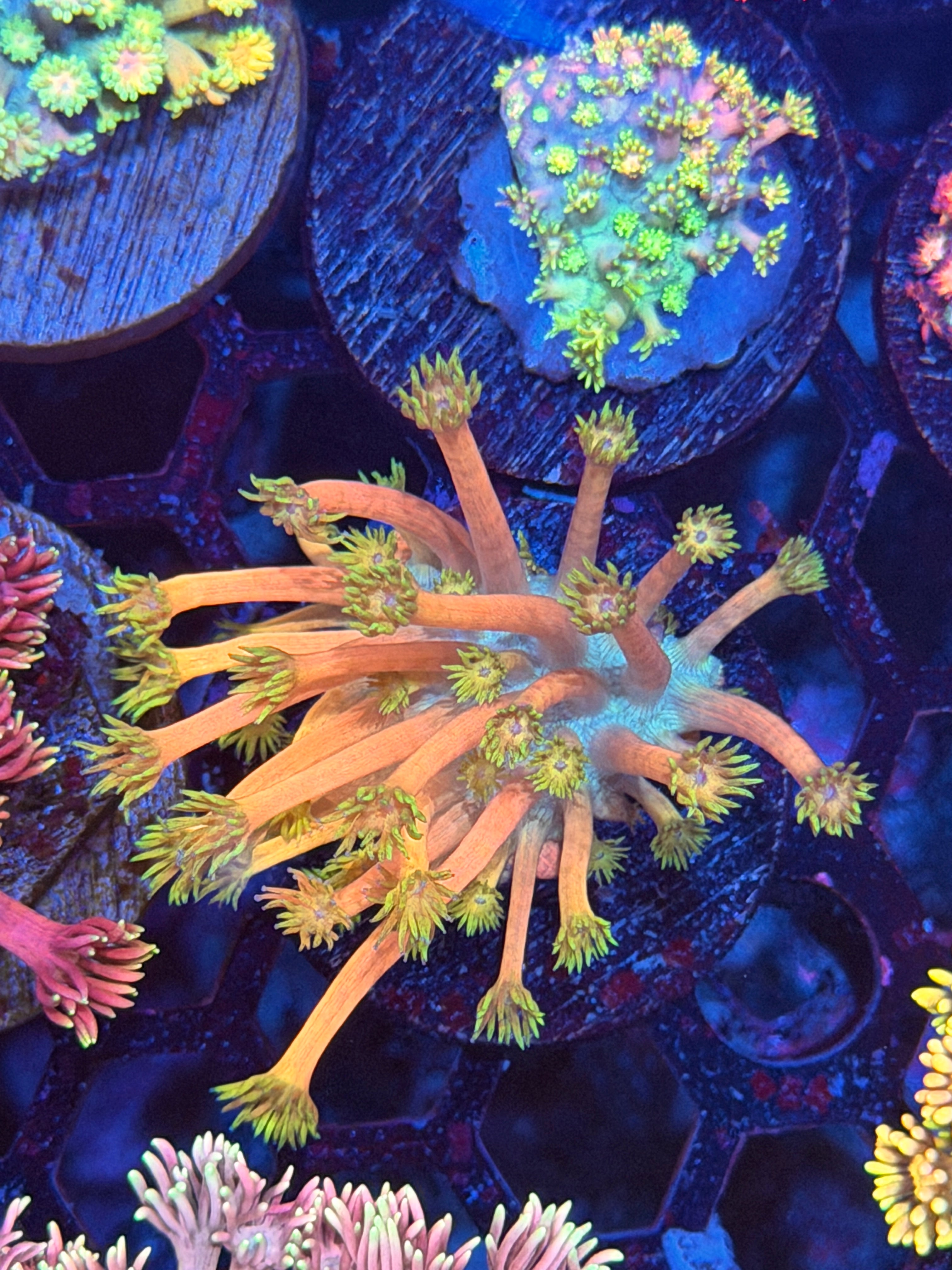 JEA Strawberry Milkshake Goniopora Coral XL Frag *New Release* 3/17