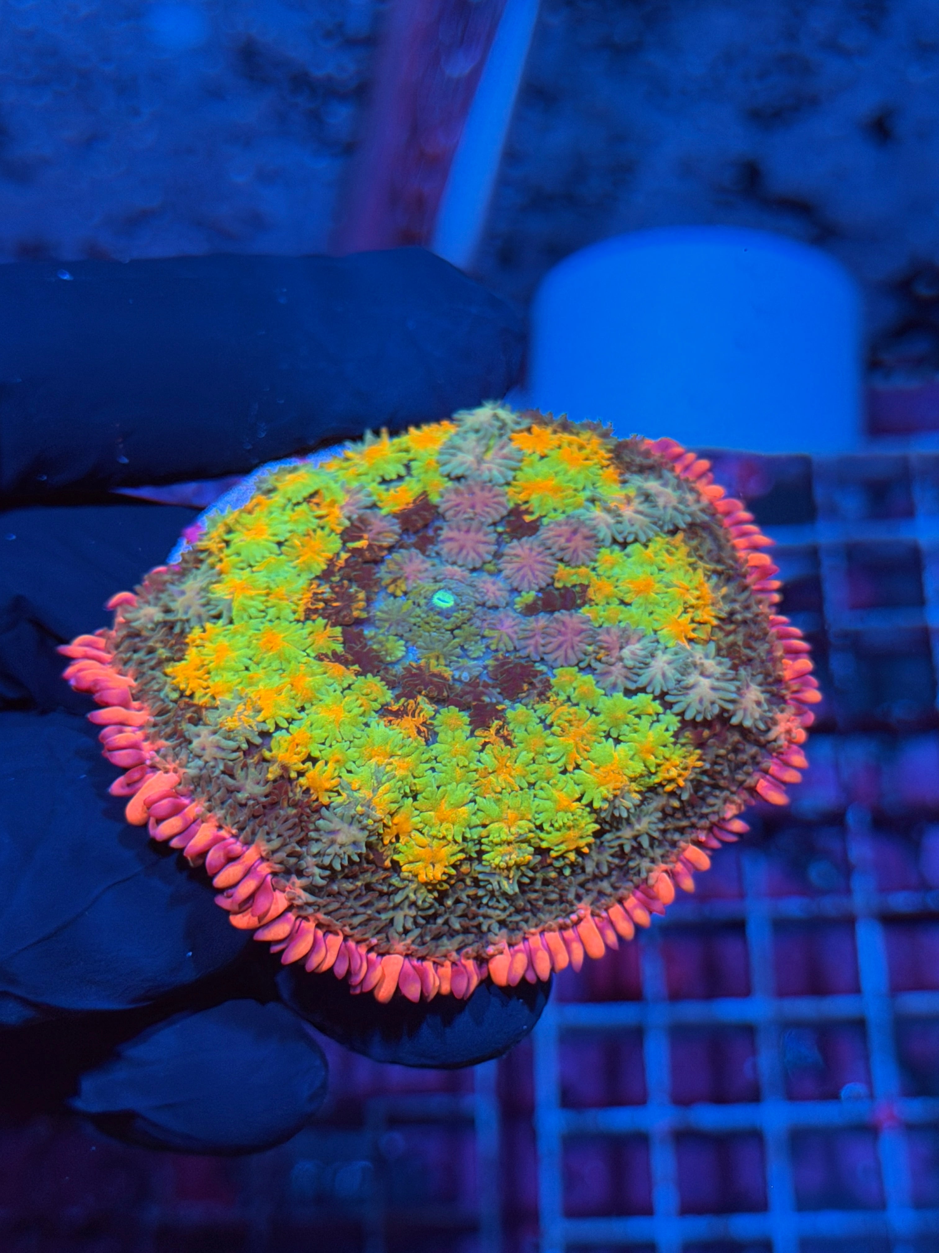 JEA Rainbow Frankie’s Bride Bounce Mushroom Coral XL 6/4