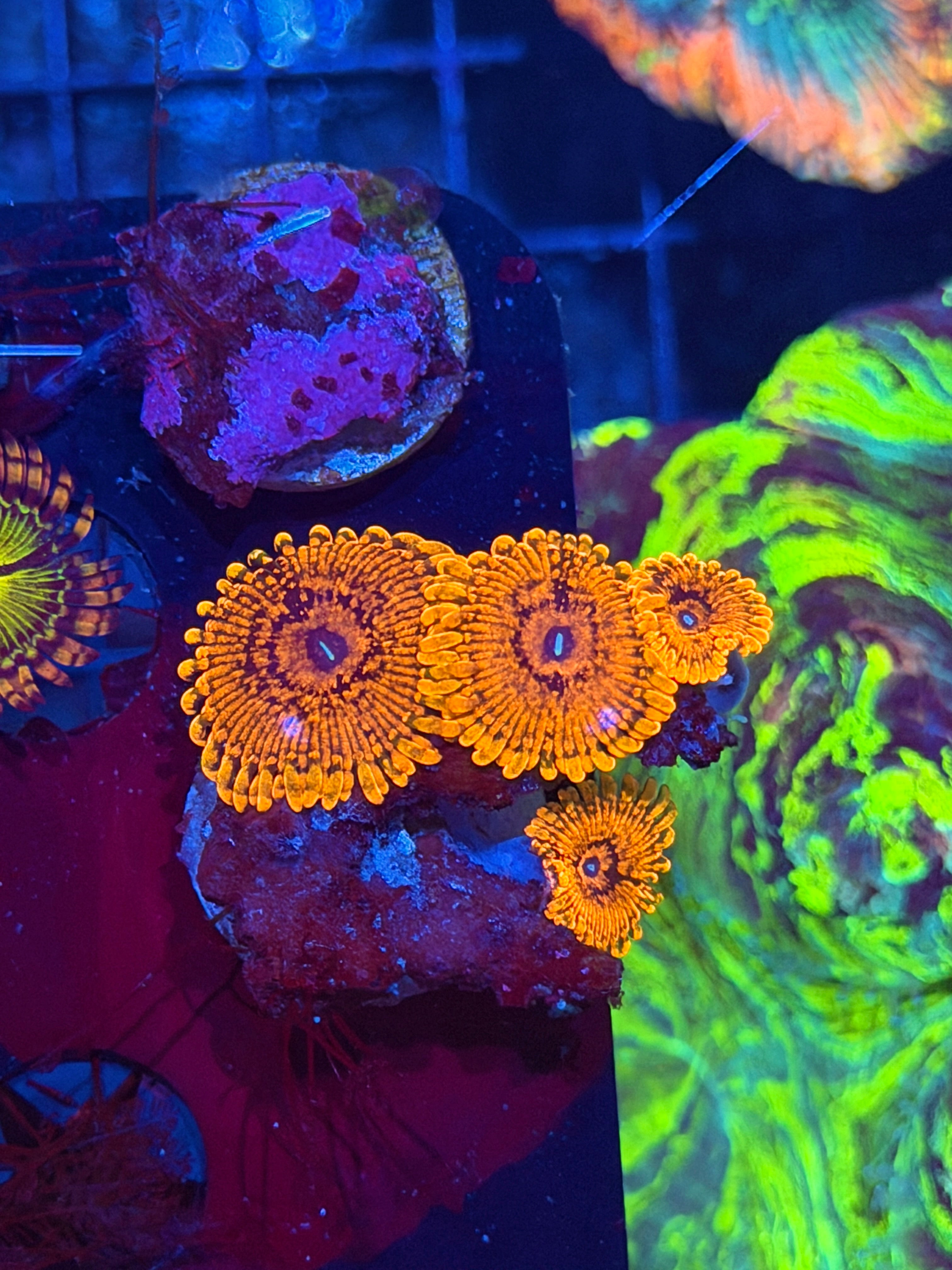 JEA Darth Maul Zoanthid Coral 4 XL Polyps