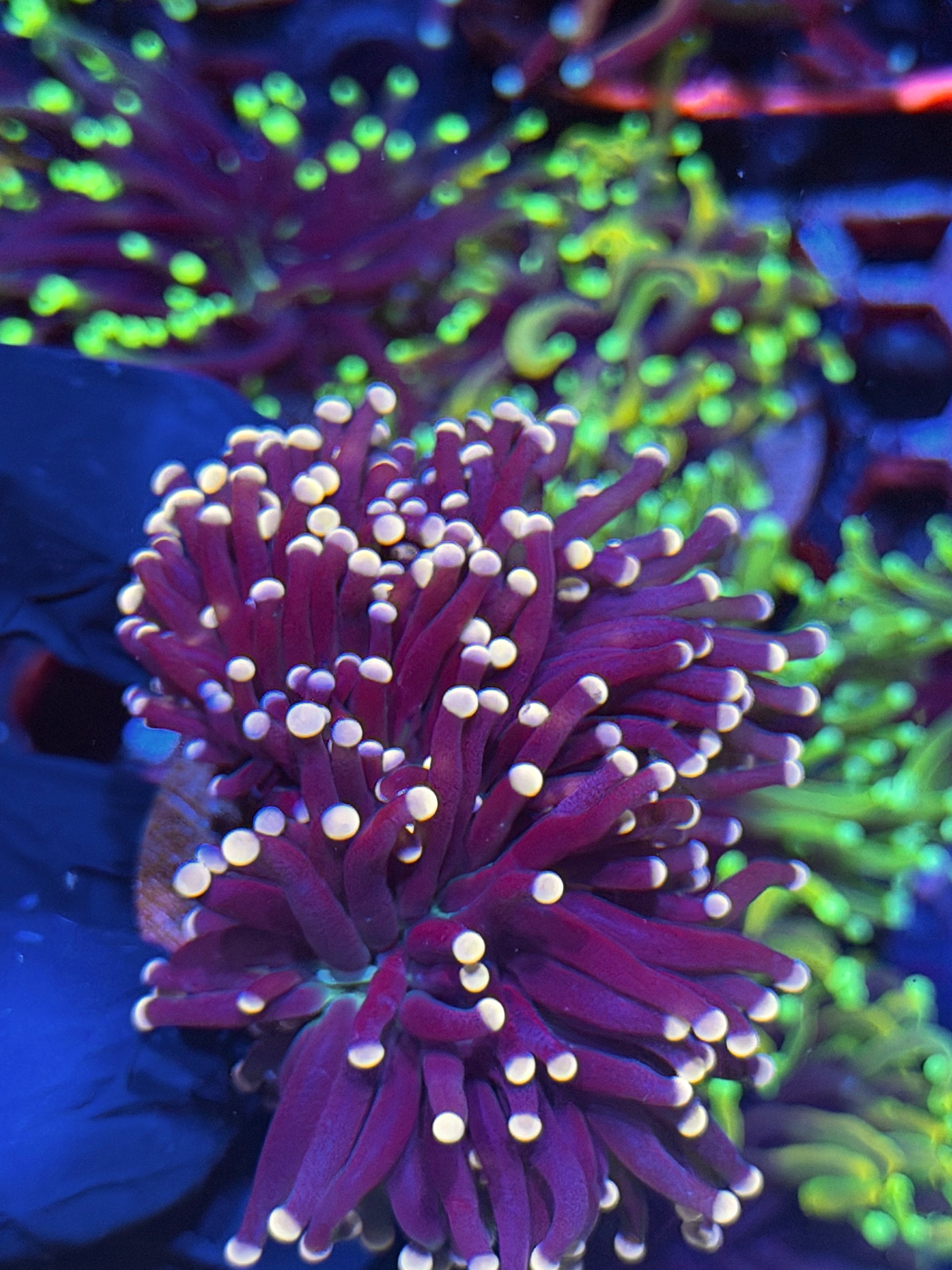 JEA  Joker Torch Coral Fat Stalk 2 Heads