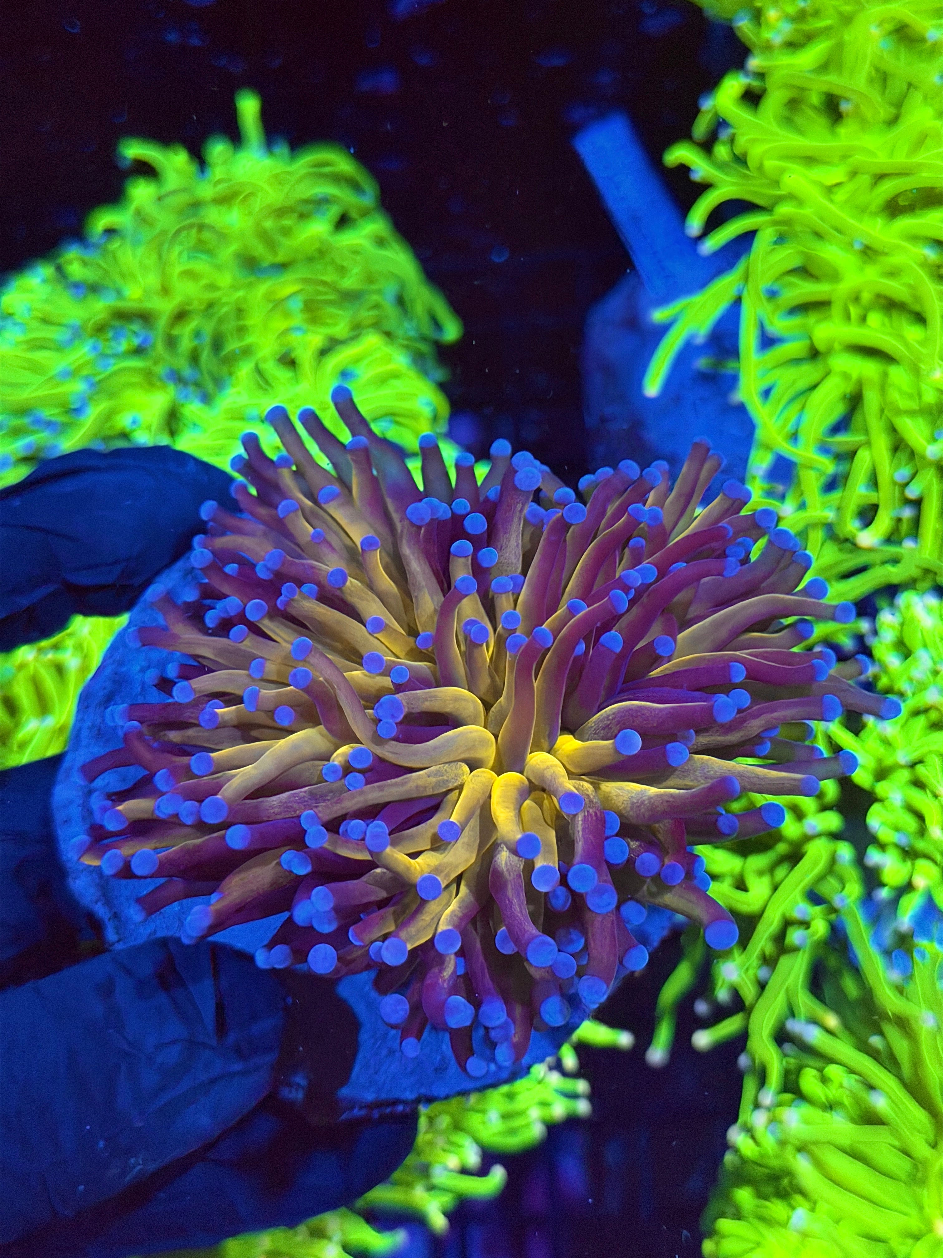 JEA Orange Tiger Torch Coral Fat Stalk XXL Show Piece