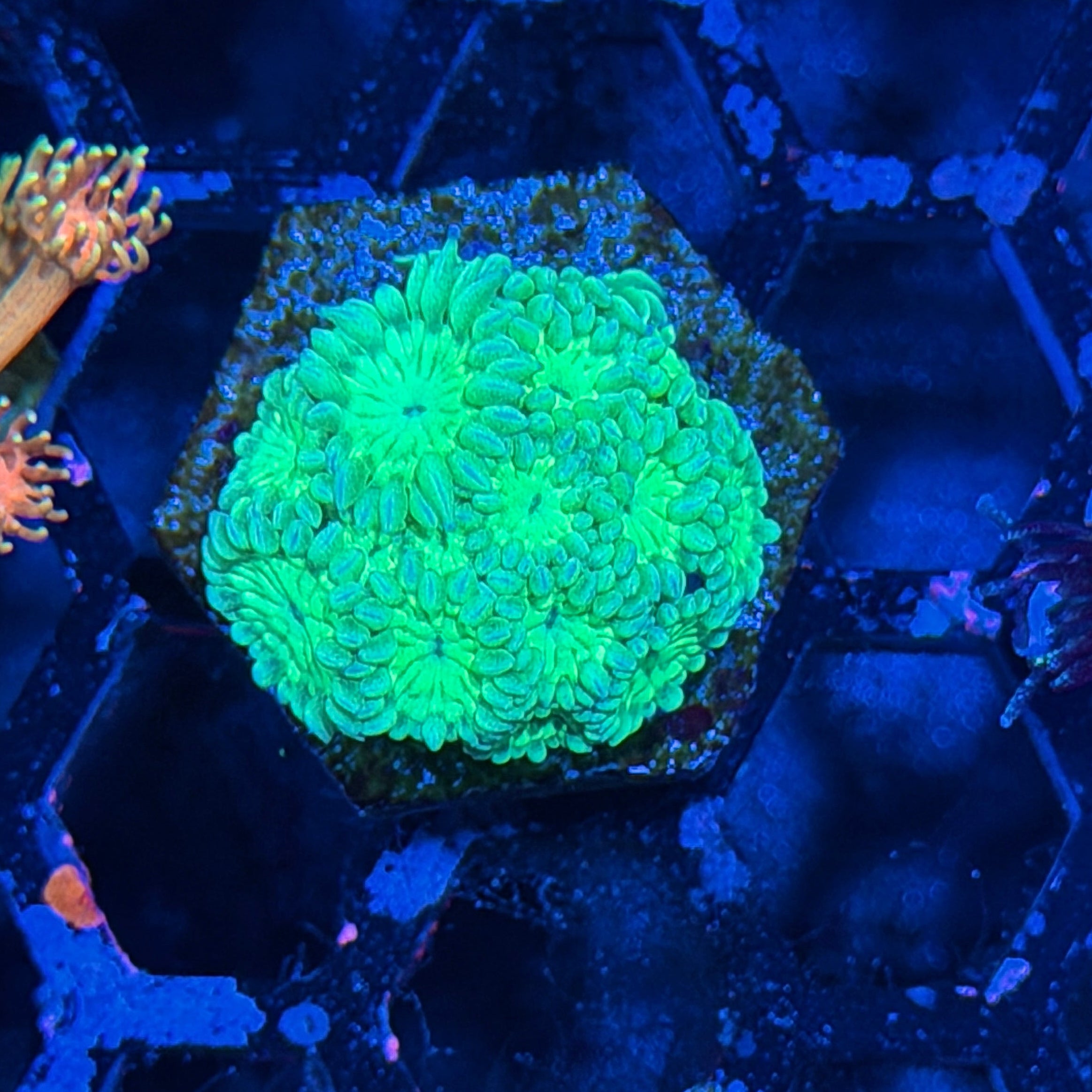 JEA Plasma Beam Goniopora Coral *New Release* 8/1