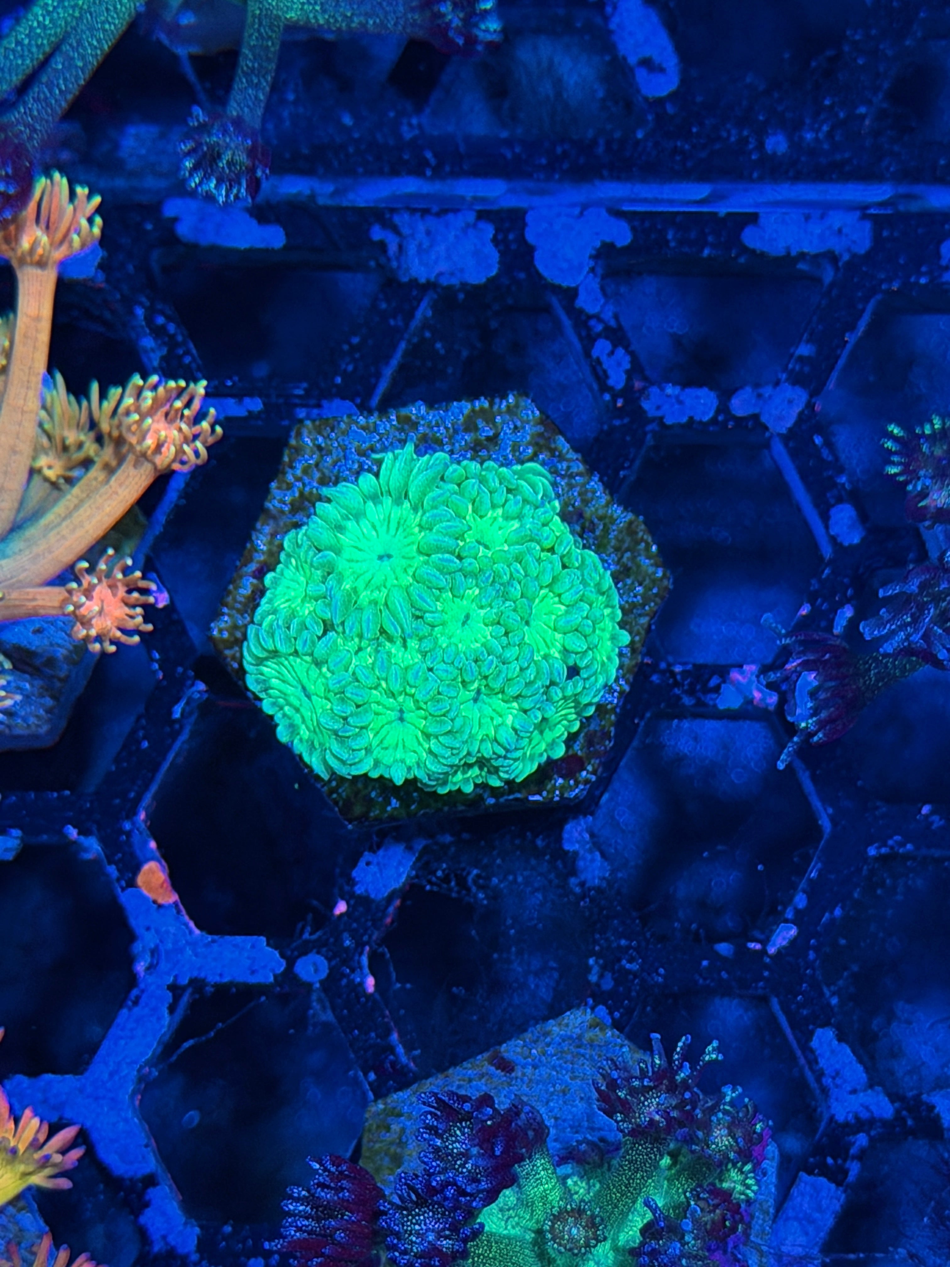 JEA Plasma Beam Goniopora Coral *New Release*