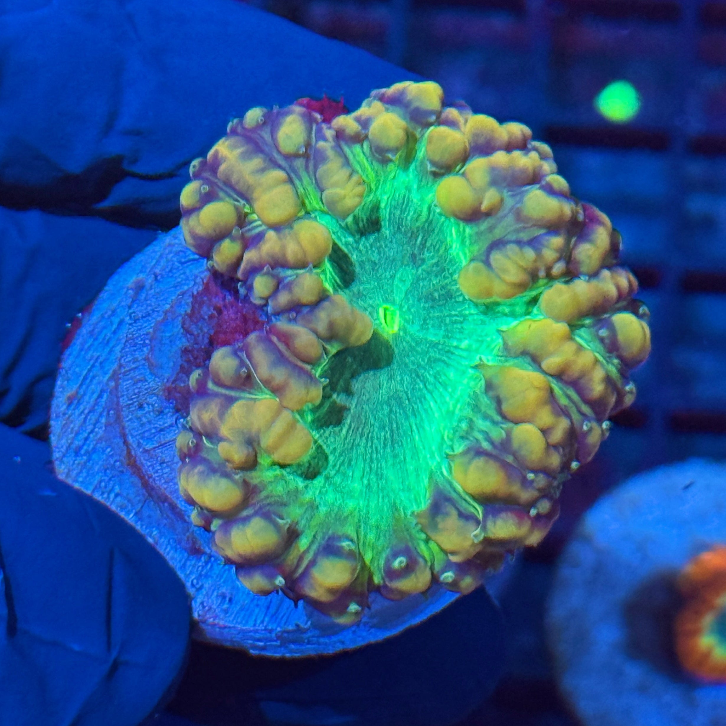 JEA THE MUTANT Blastomussa Coral XXL 1.5” HEAD RARE
