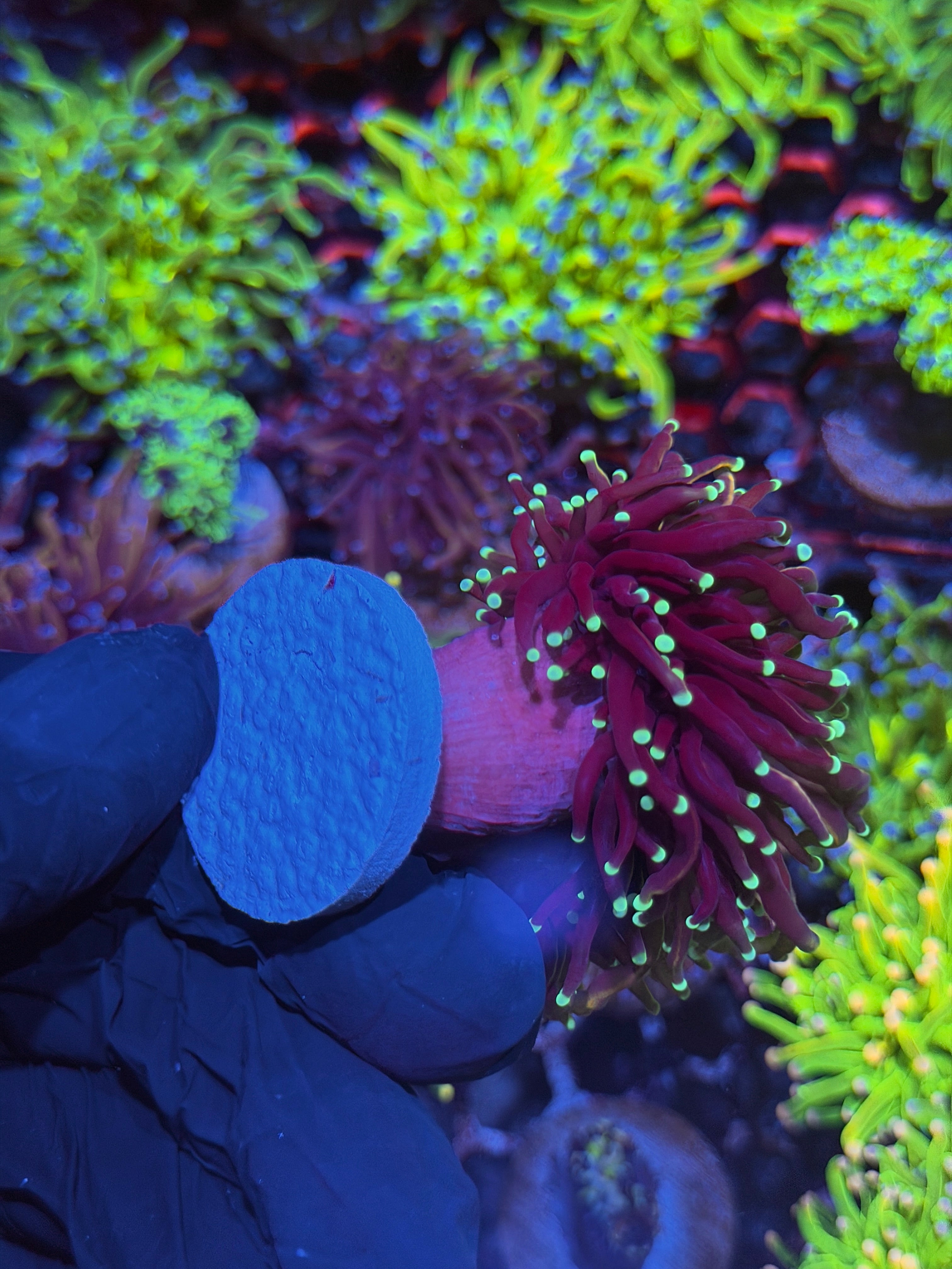 JEA Jester Torch Coral 3 Heads Splitting XXL