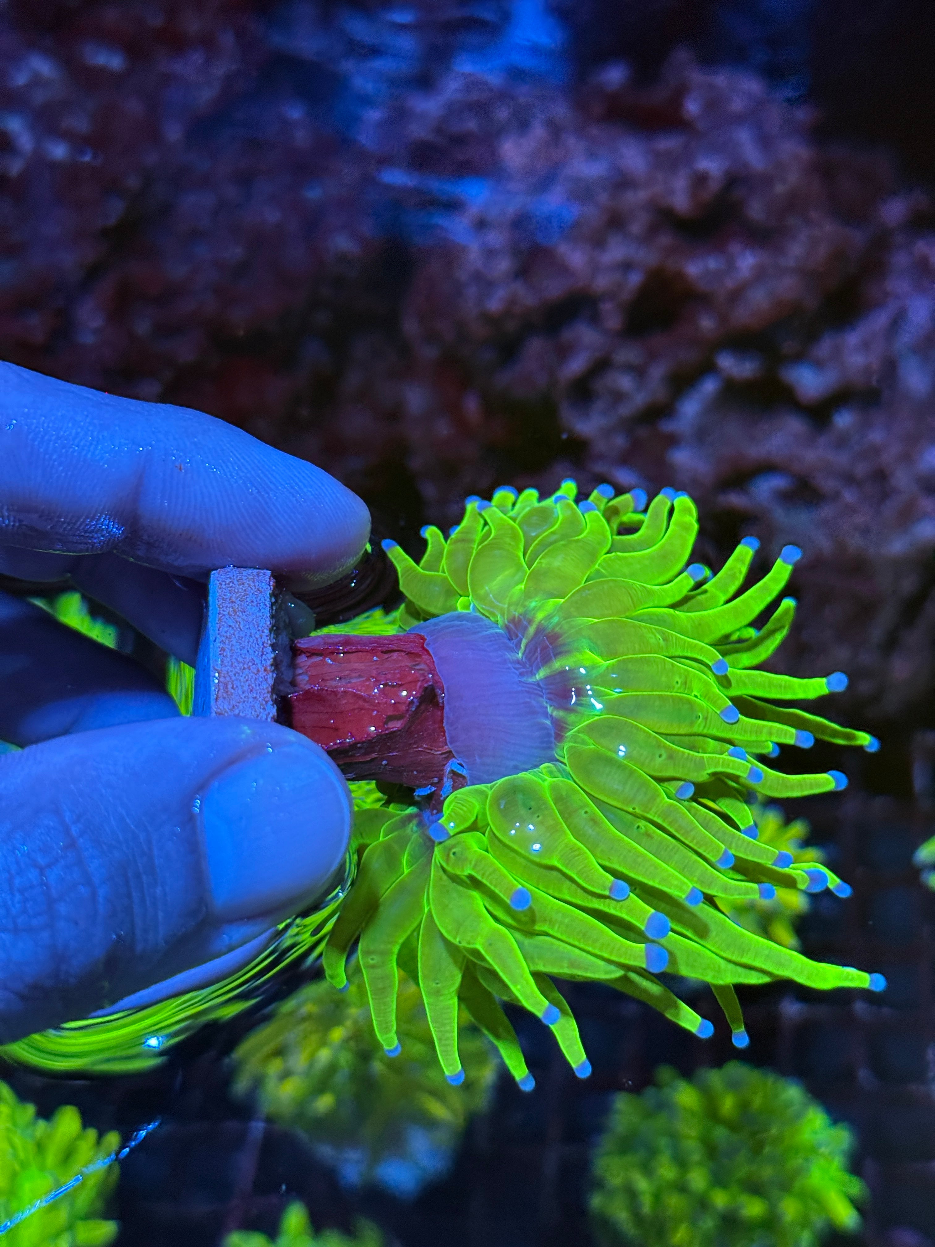 JEA Holy Grail Torch Coral 1 XXL Head