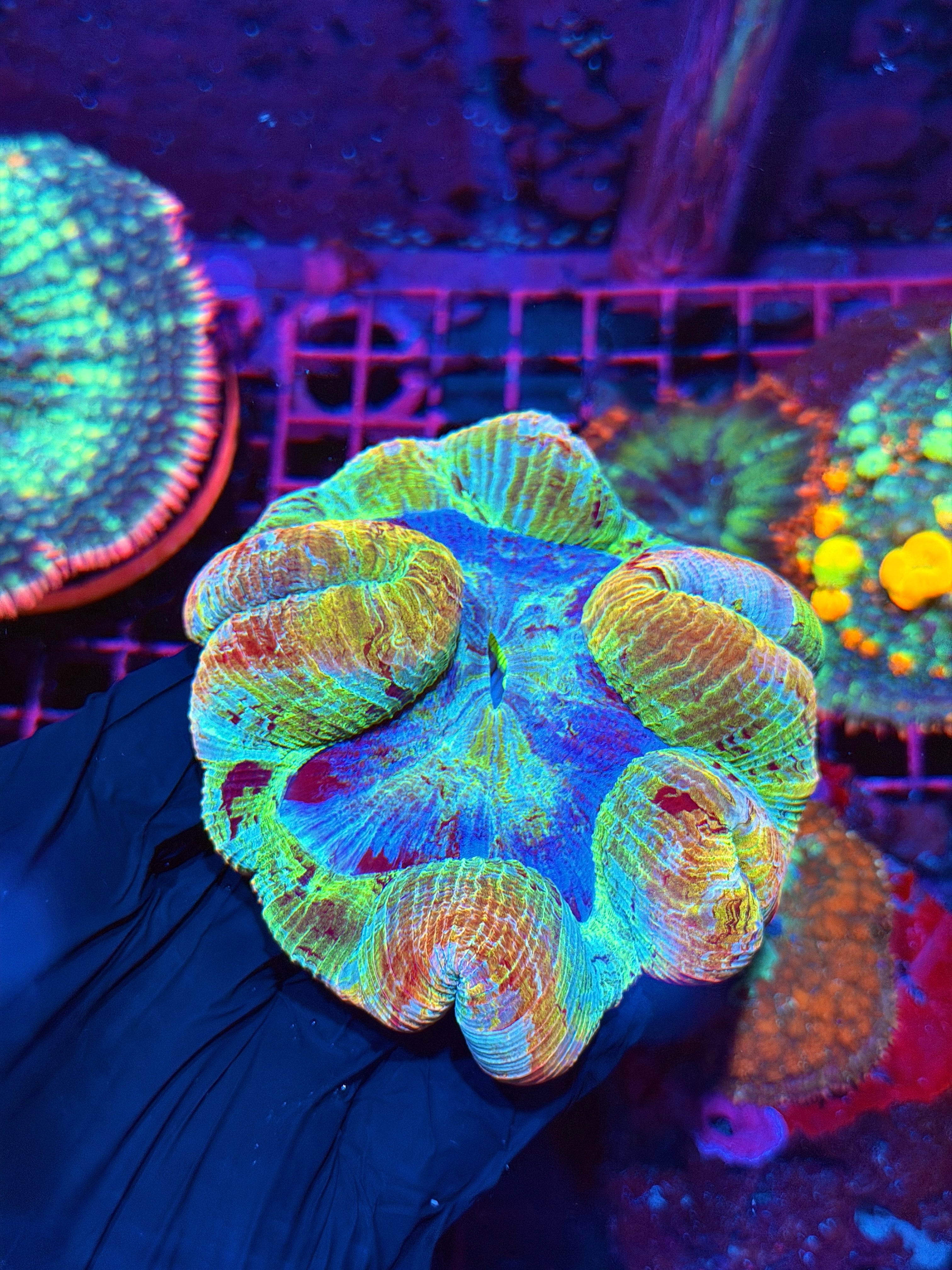 Insane Rainbow Trachyphyllia Meat Coral XL 3/25
