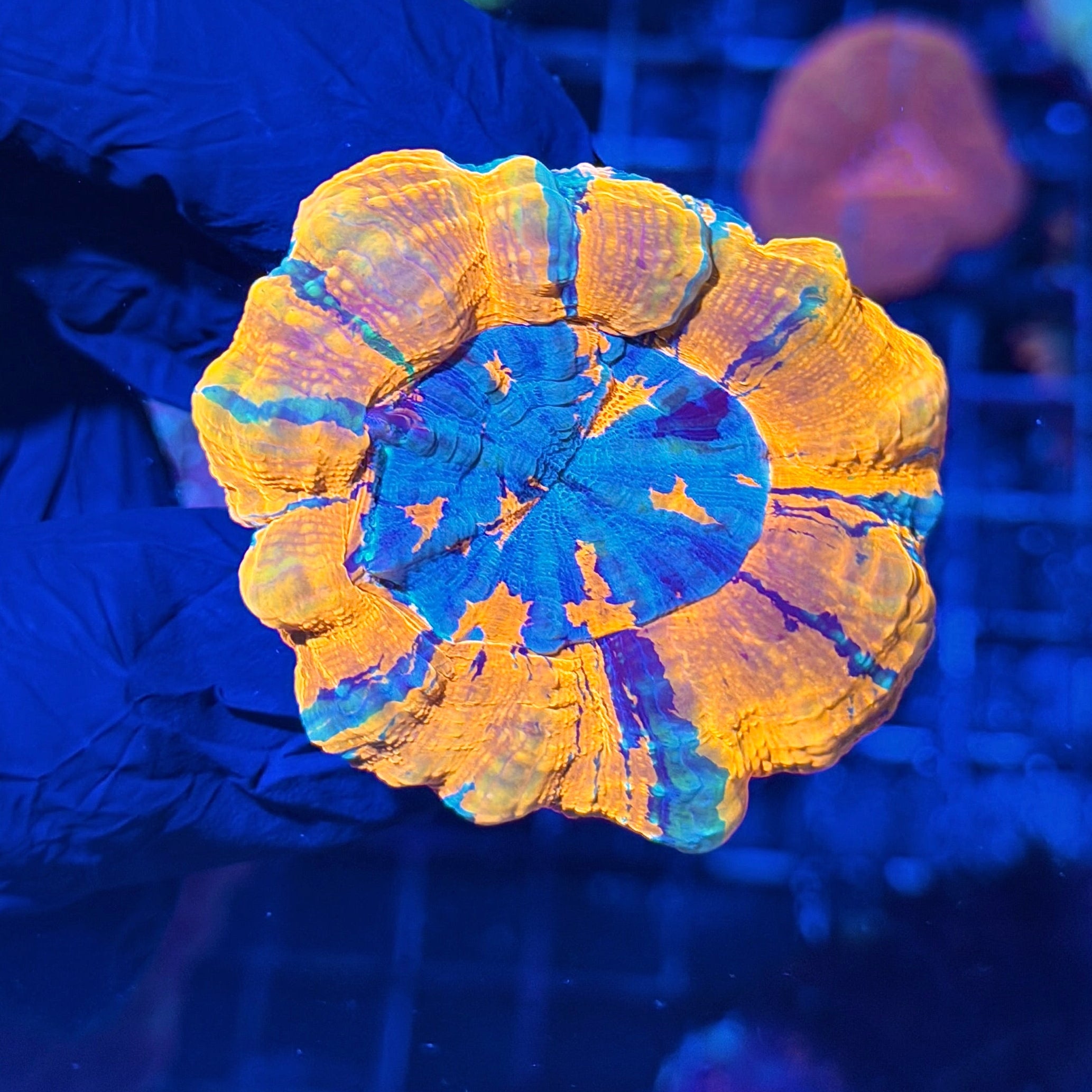 Bright Striped Acanthophyllia Meat Coral 7/31