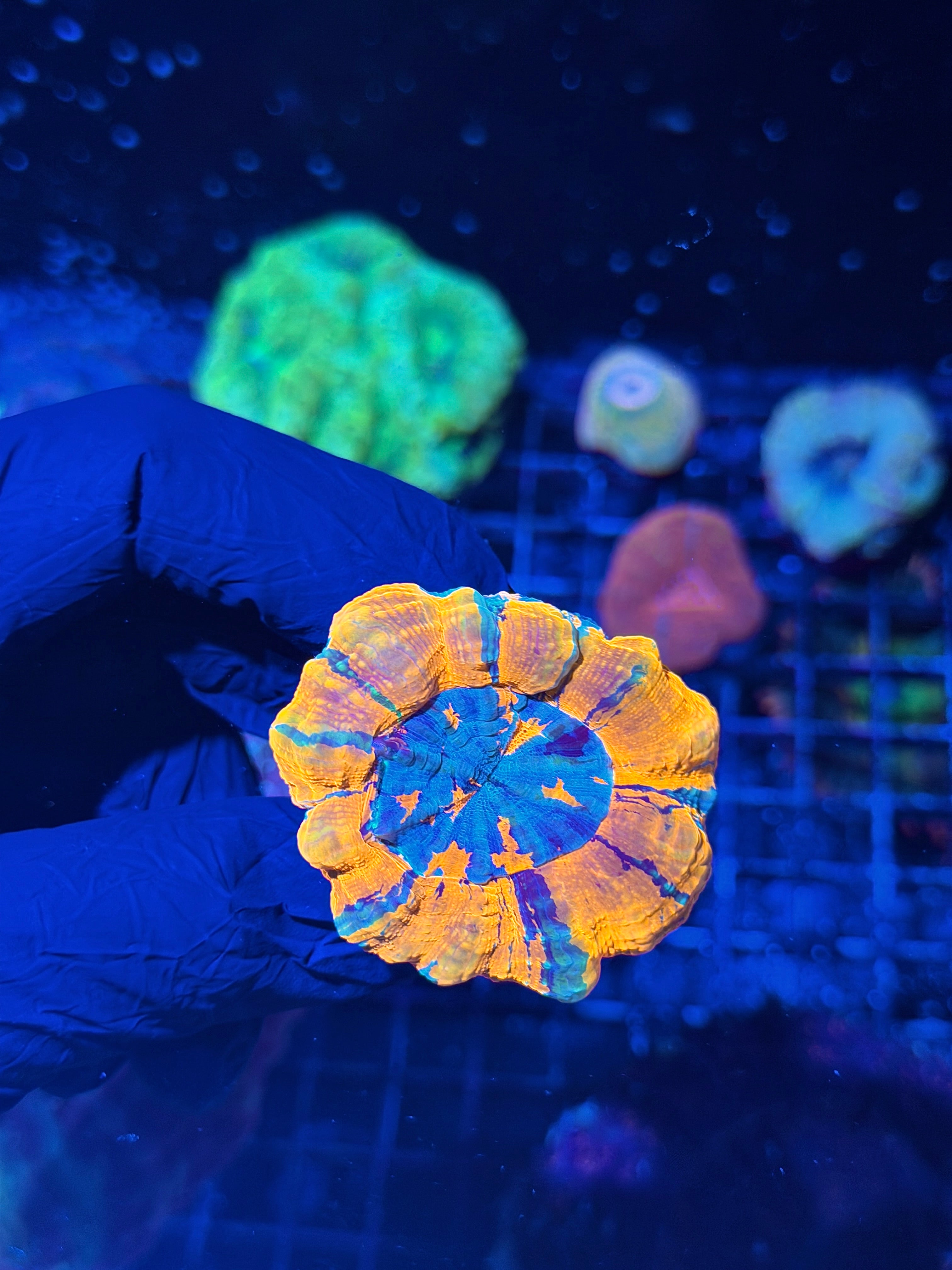 Bright Striped Acanthophyllia Meat Coral