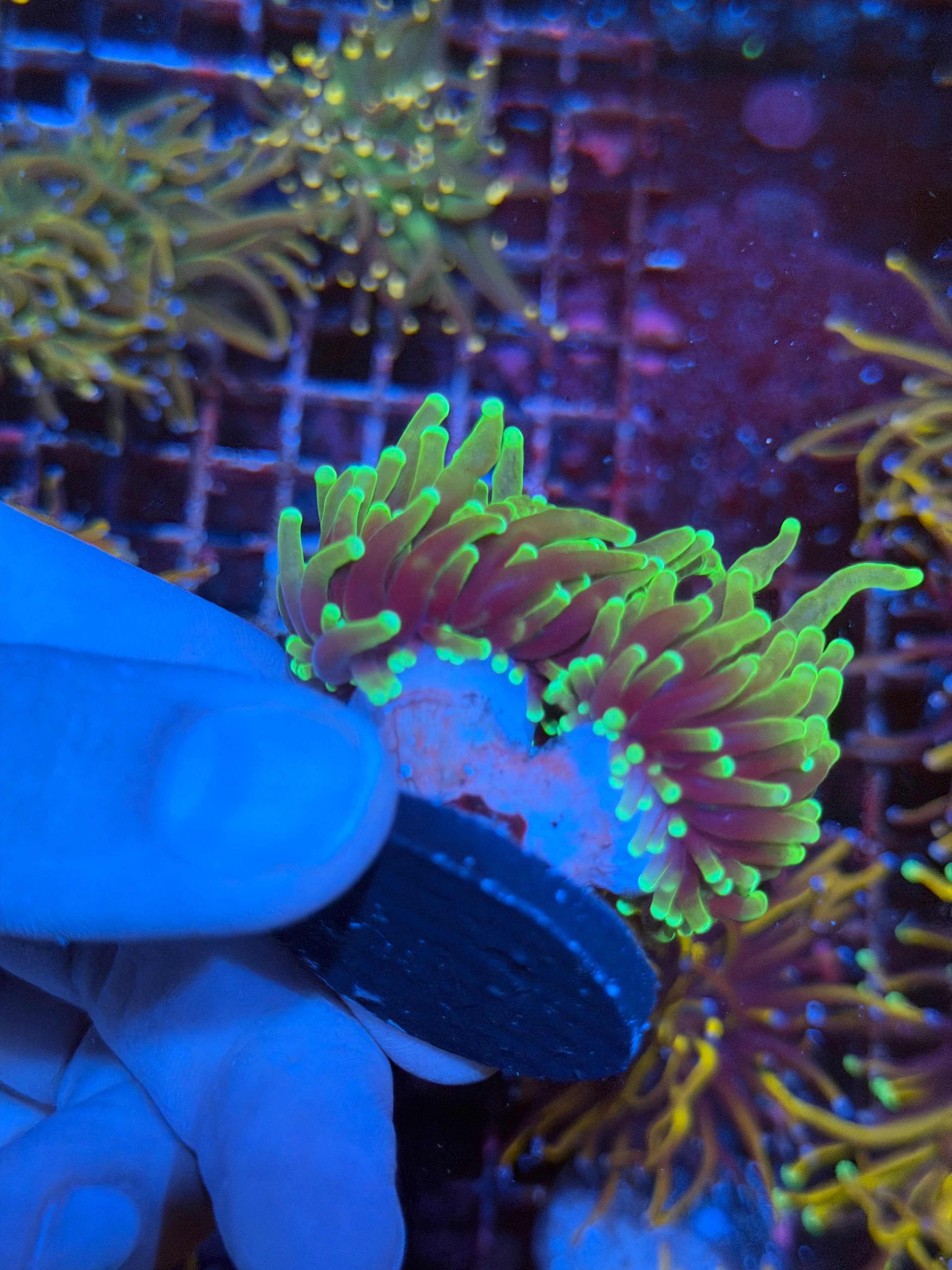 JEA Dragon Fire Torch Coral 2 Heads XL 2/25