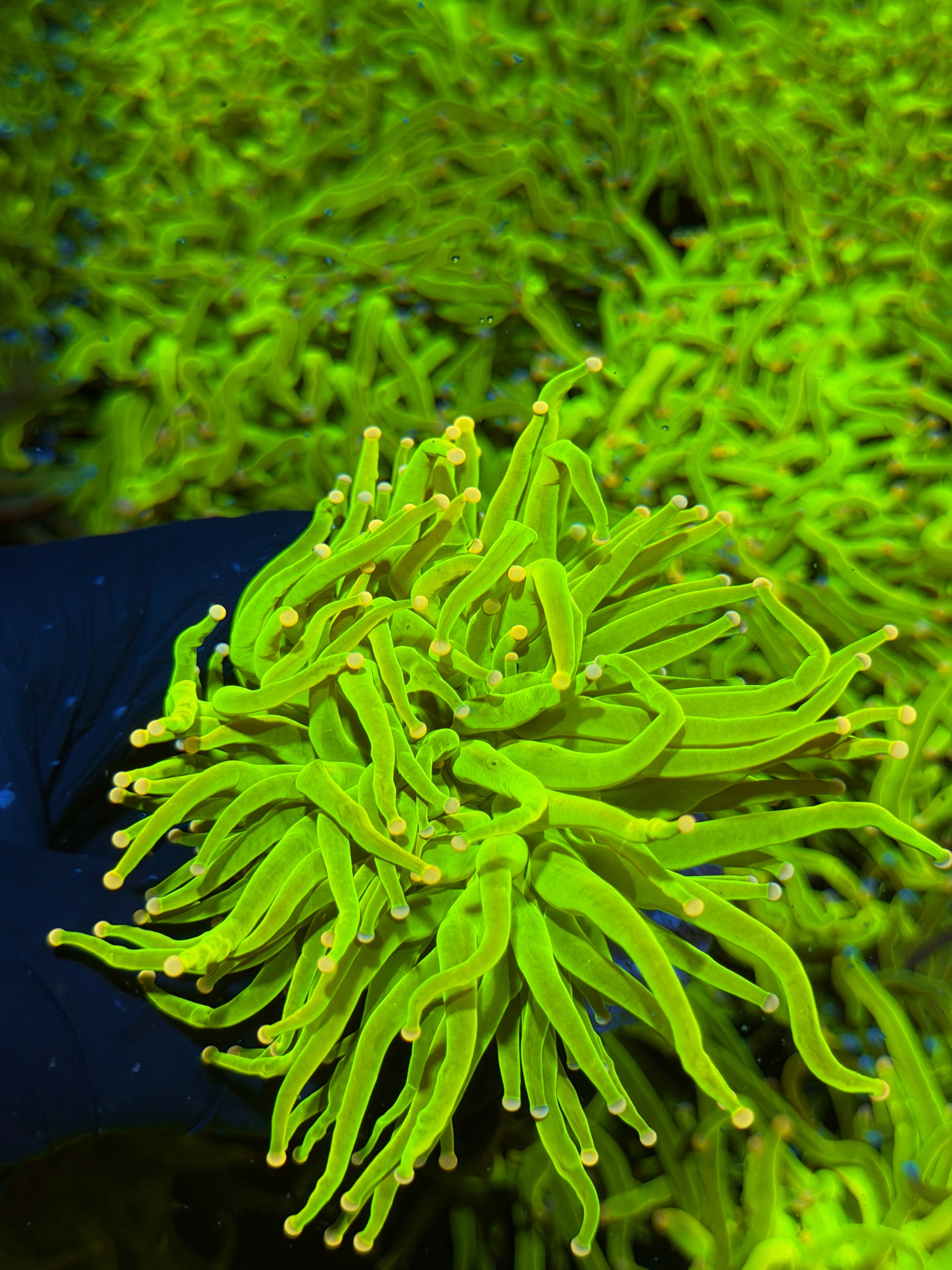 JEA Skittles Holy Grail Torch Coral Splitting to 2 XL 7/14