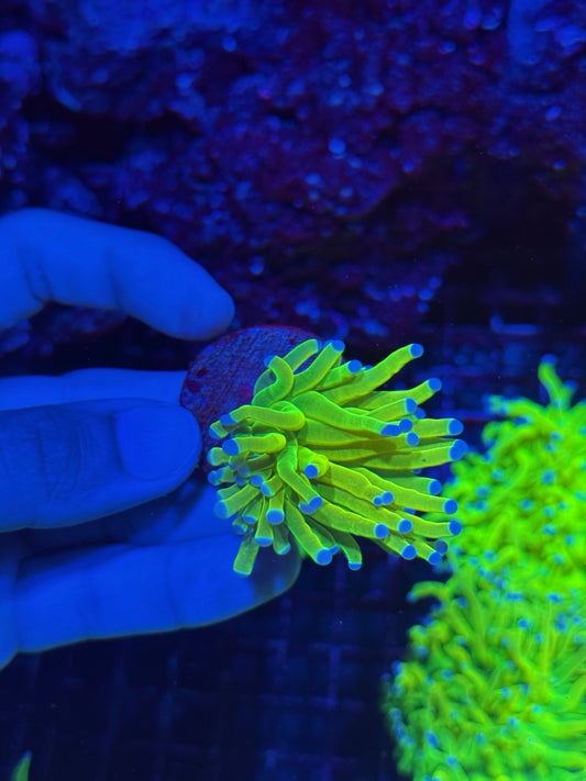 JEA Malaysian Holy Grail Torch Coral 1 Head BRIGHT