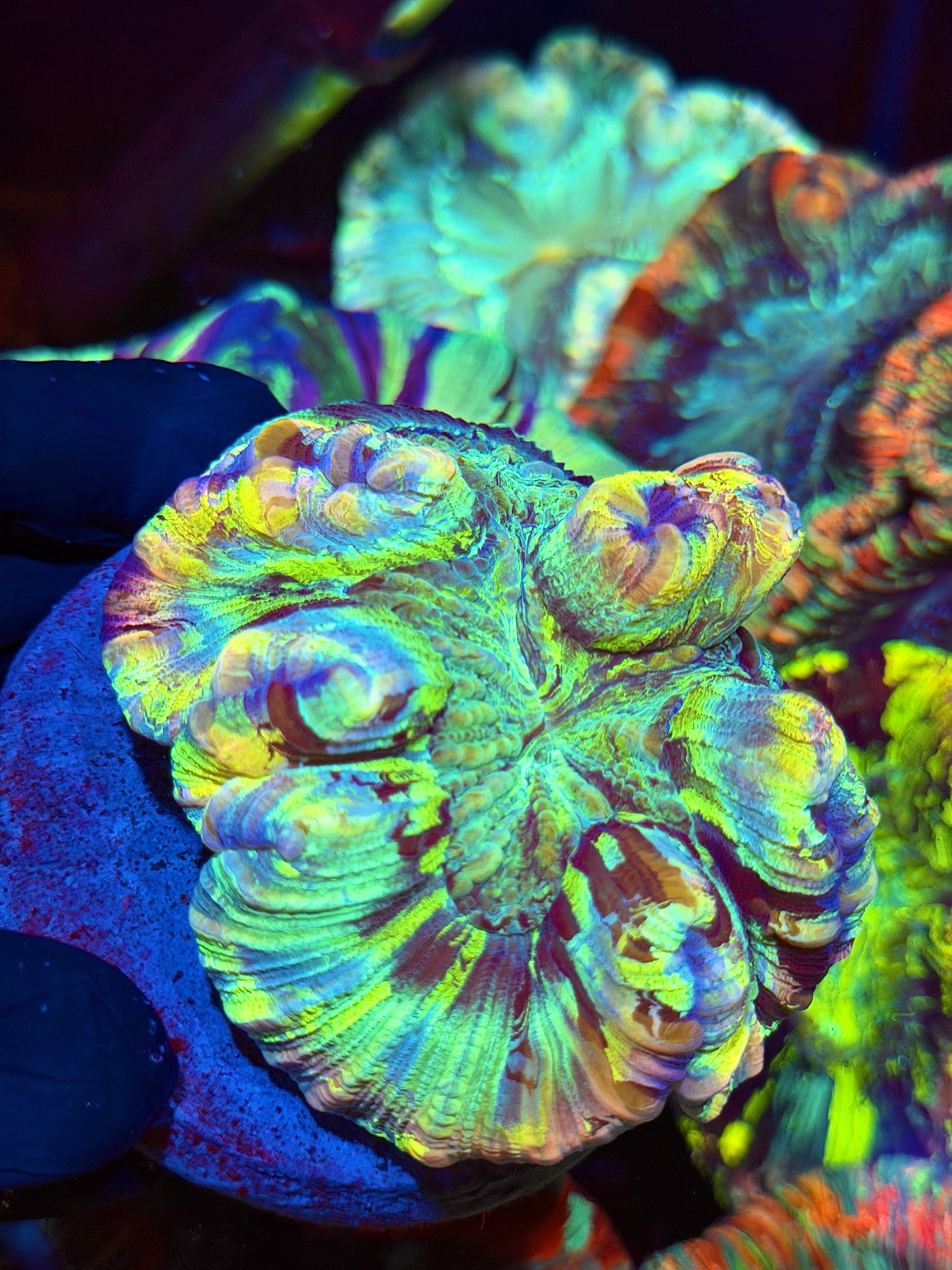 Rainbow Meltdown Trachyphyllia Meat Coral Insane Show Piece 9/6
