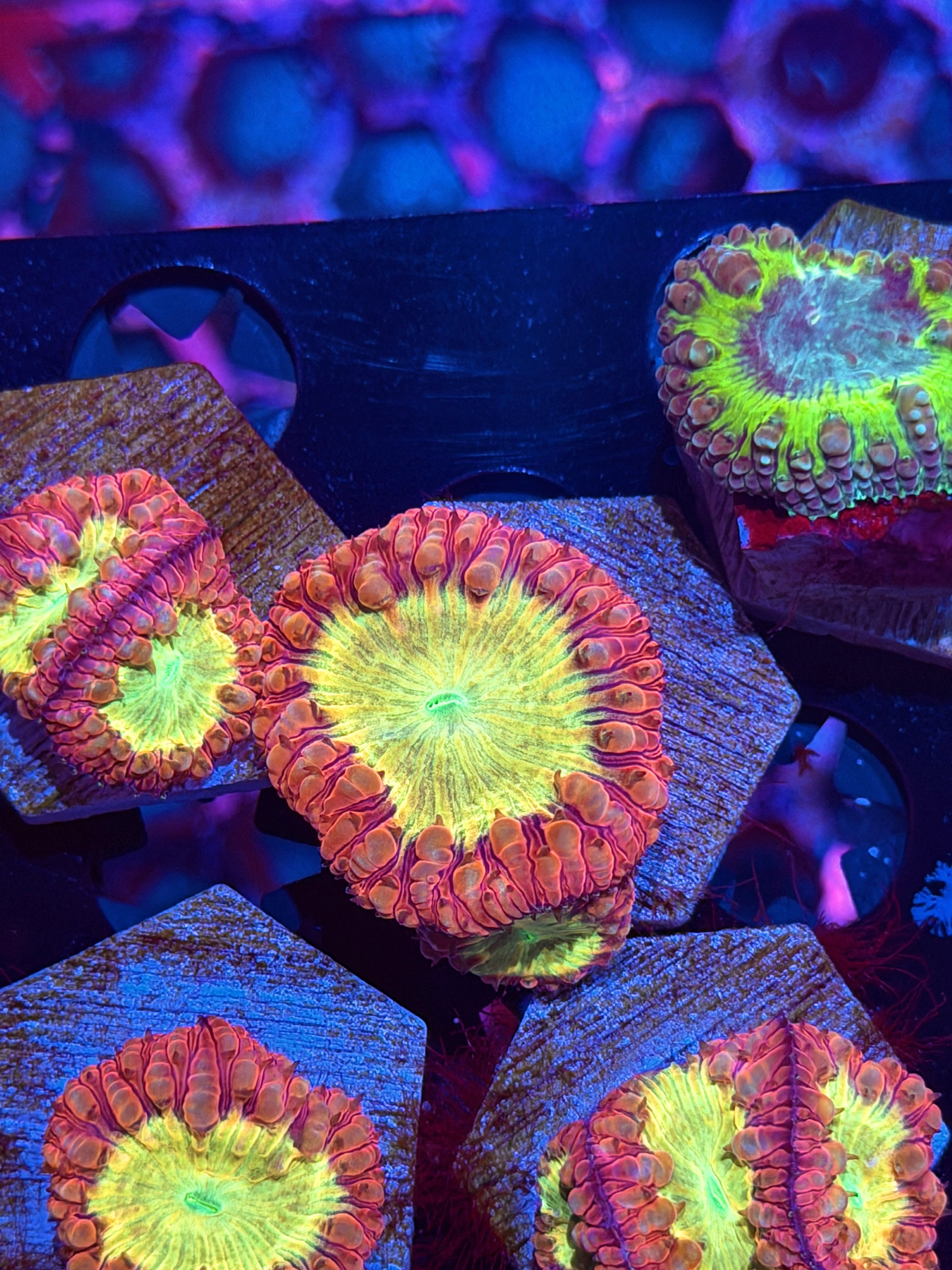 JEA Godmode Blastomussa Coral 2 HeAds XL 8/7