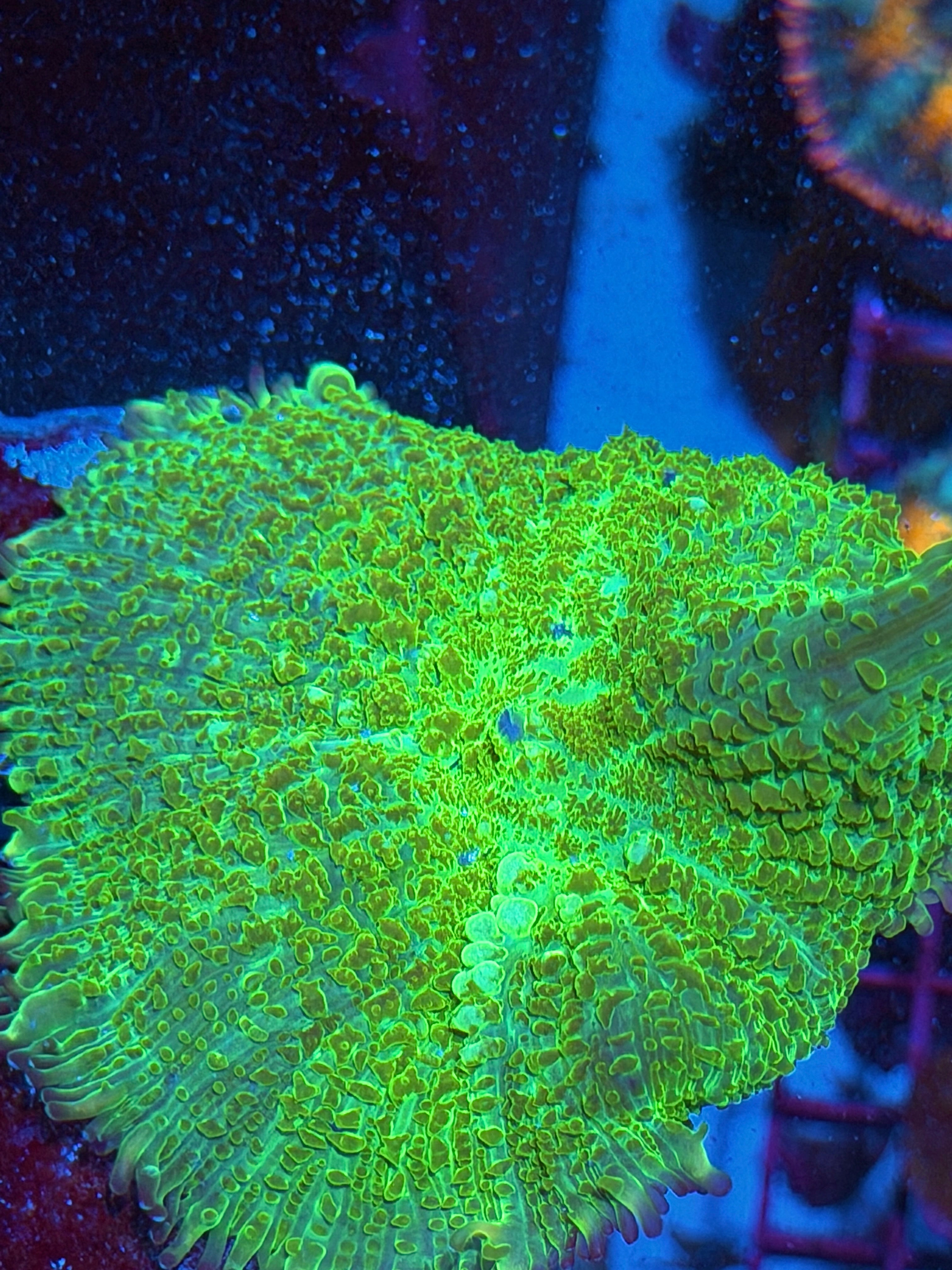 JEA TMNT Bounce Mushroom Coral XXXL 4”