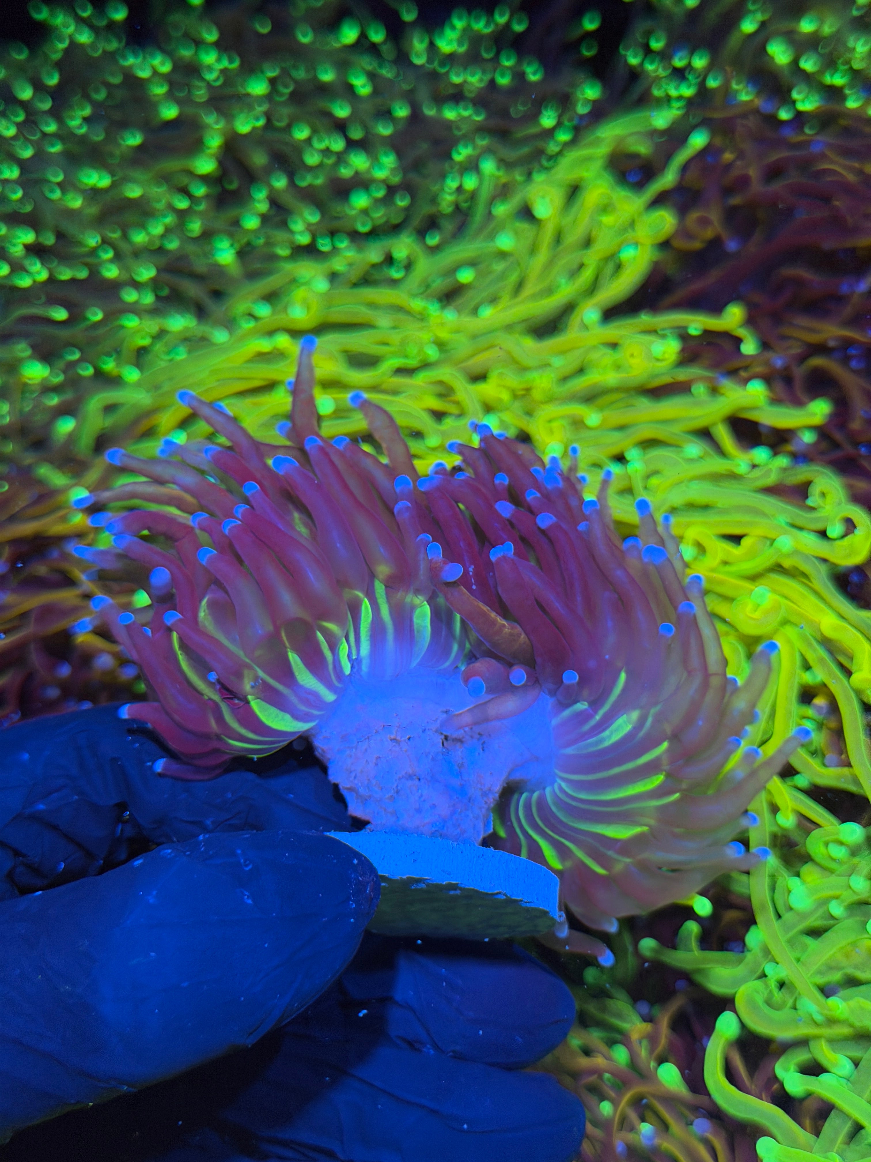 JEA Dragon God Torch Coral Splitting 2 Heads XL