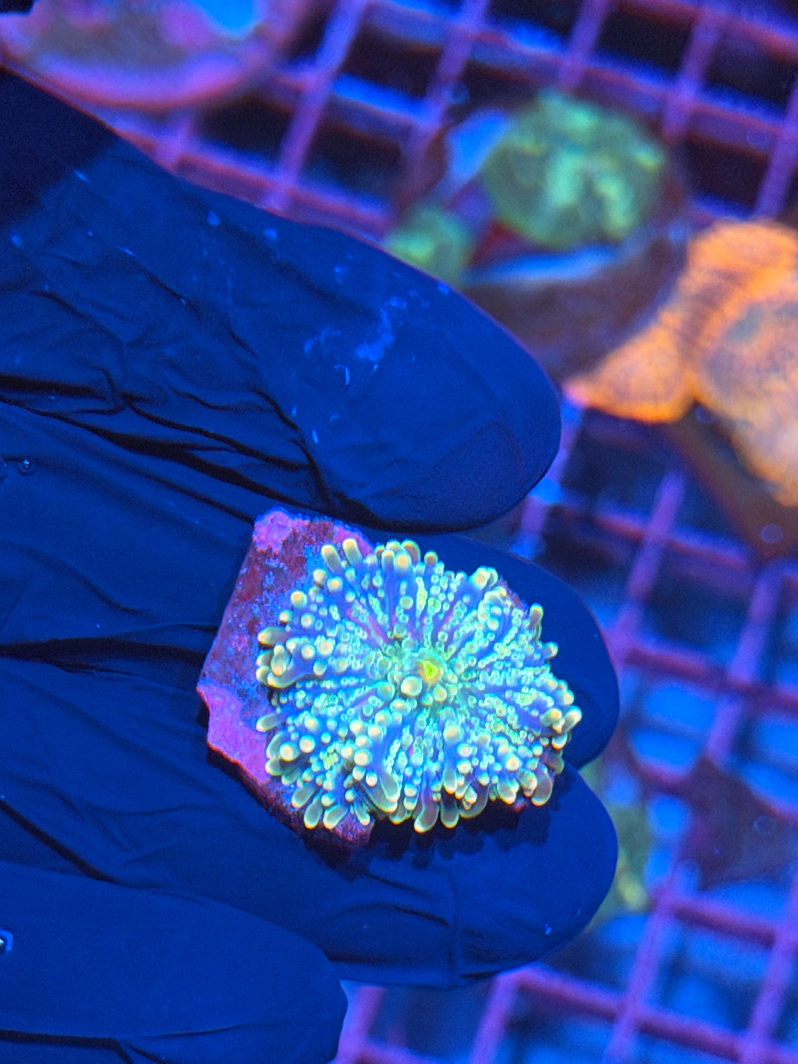 Tank Spawned Rainbow Yuma Mushroom Coral 8/11
