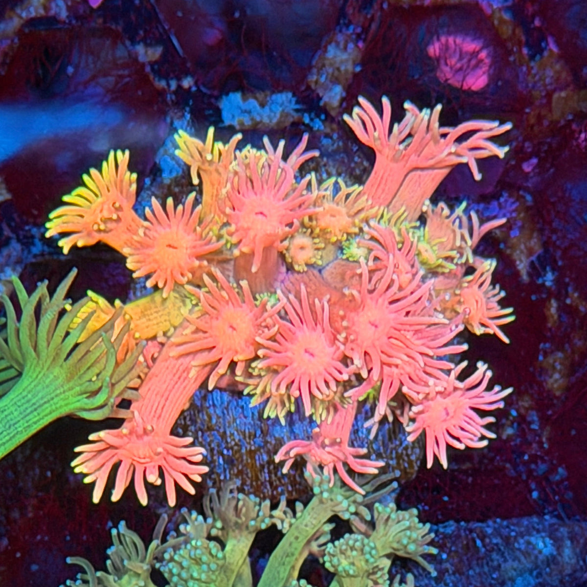 JEA Pink Panties Goniopora Coral 10/24