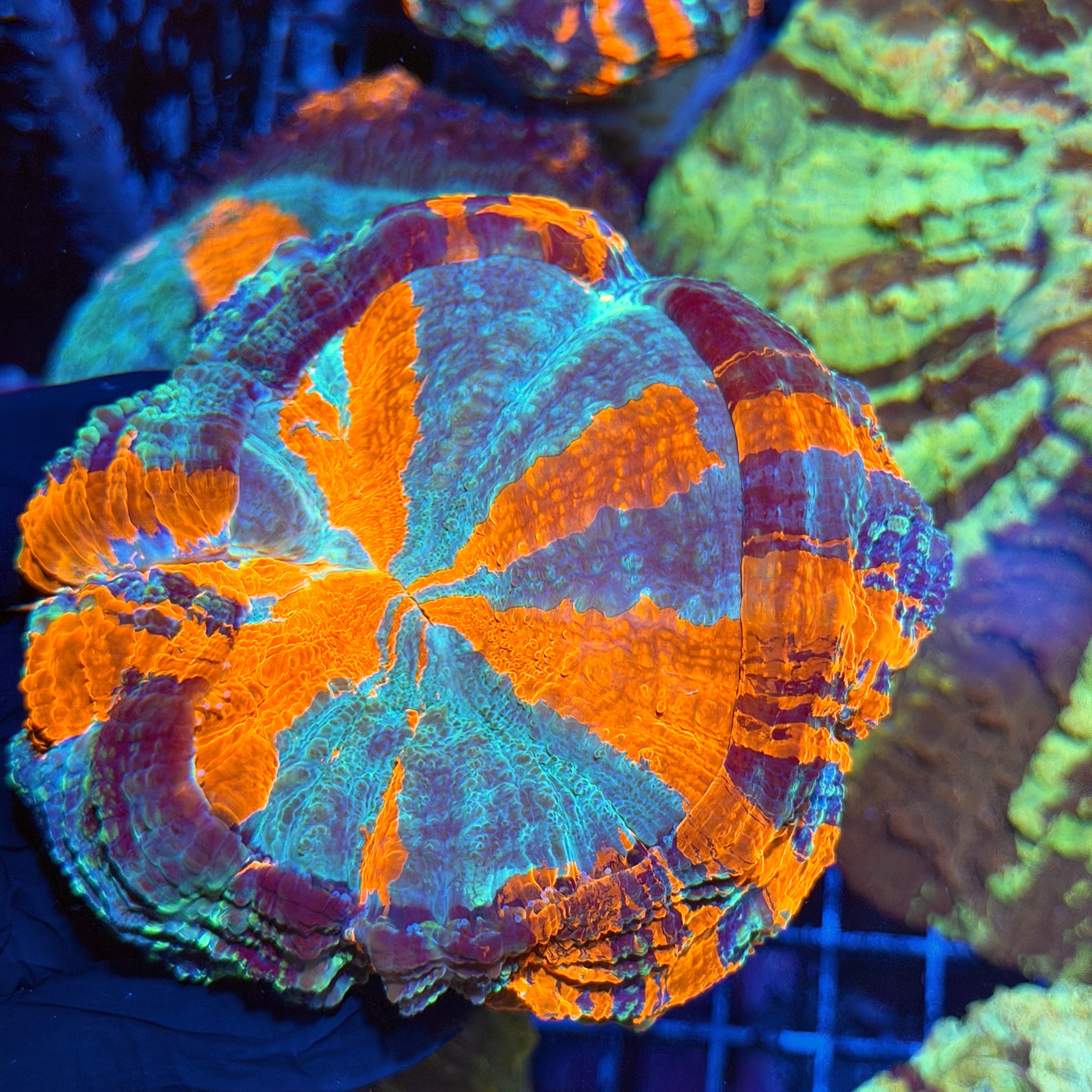 Jay's Exotic Corals