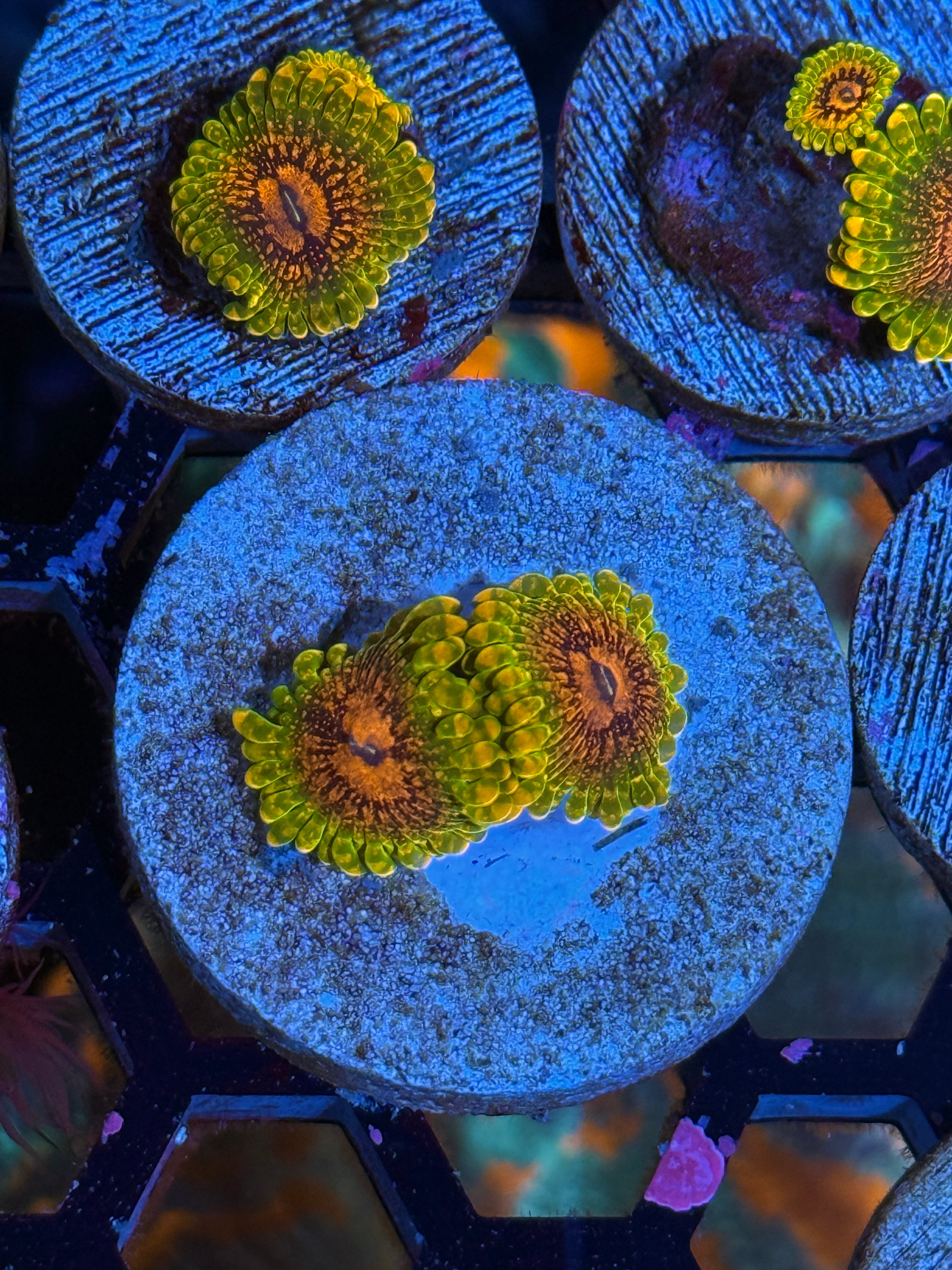 GMK Grand Master Krakatoa Zoanthid Coral 2 Xl Polyps